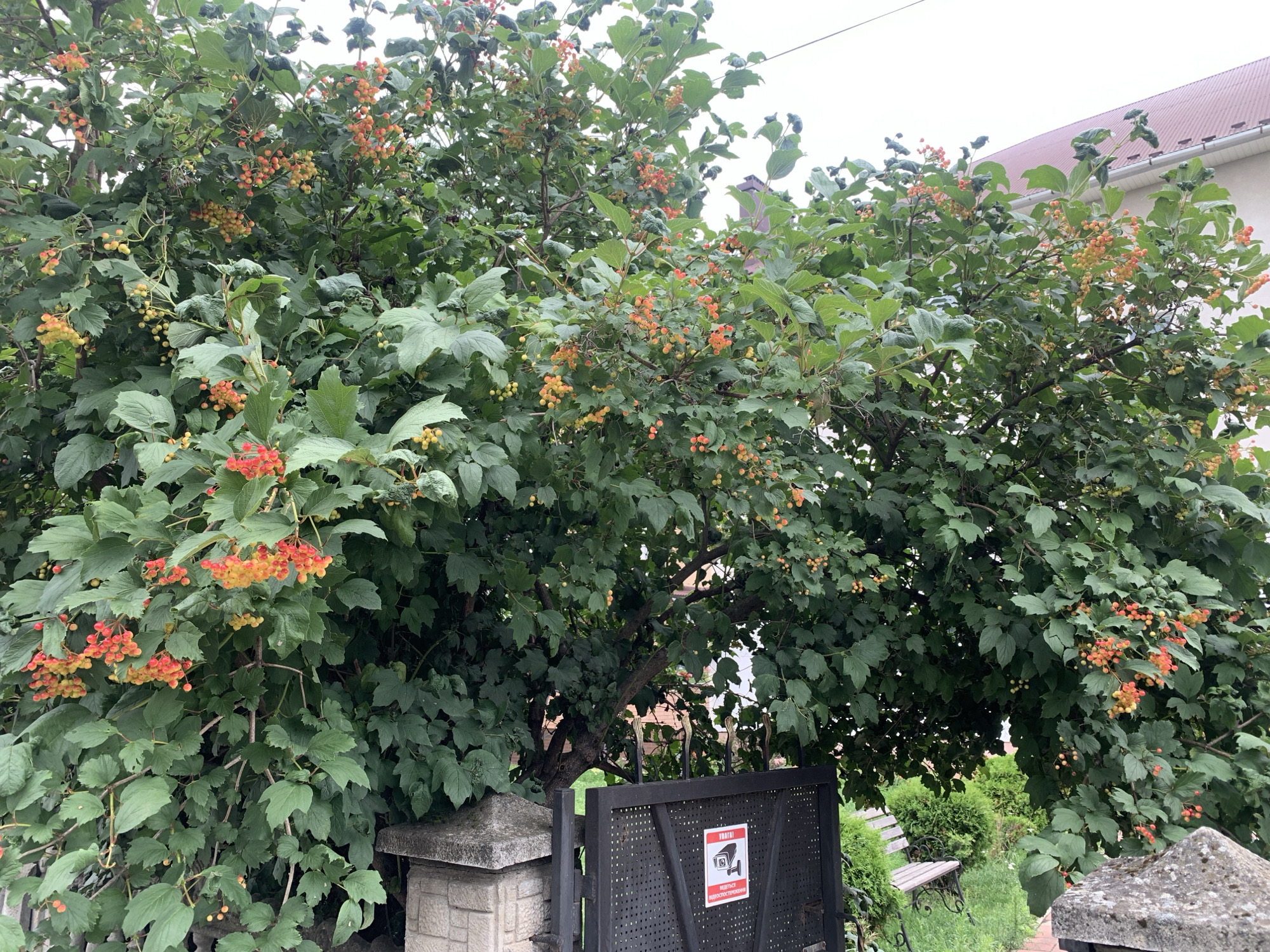 The image depicts a vibrant green bush laden with clusters of small, round berries in various stages of ripeness, ranging from pale yellow to bright orange and red. The bush is lush with large, lobed leaves. In the background, a portion of a building with a reddish-brown tiled roof is visible, along with a gray sky. To the right, a weathered wooden bench with ornate metal legs sits on a patch of green grass. In the foreground, a dark metal gate stands partially open, revealing a sign with an exclamation mark and a pictogram of a security camera, accompanied by text in Cyrillic script. The gate is flanked by two stone pillars, one of which is partially visible on the left and the other on the right. The overall scene suggests a residential or garden area, possibly in the city of Kolomyia, Ukraine, given the presence of Cyrillic script.