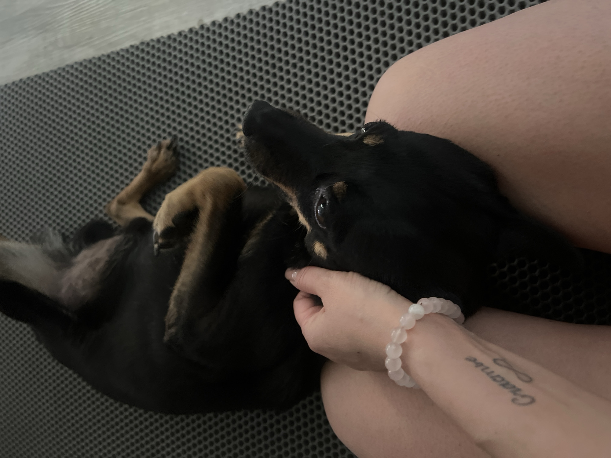 A black and tan dog is lying on its back on a gray, textured mat, with its paws curled up. A person is sitting next to the dog, holding the dog's head in their hand. The person has a white beaded bracelet on their wrist and a tattoo on their forearm. The location is Unknown, Unknown.