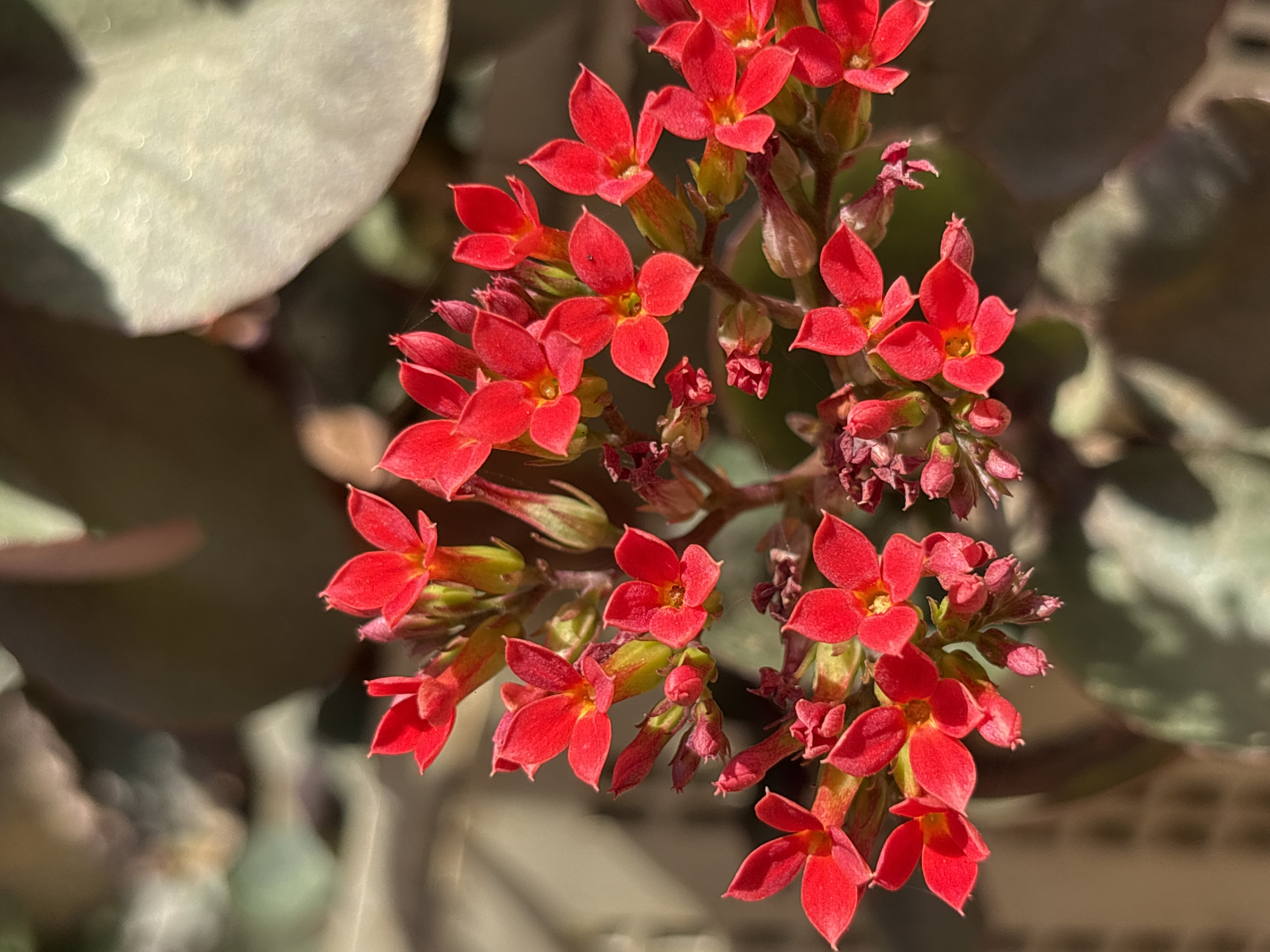 This close-up photograph prominently features a cluster of small, vibrant red flowers in full bloom. The flowers, characteristic of a Kalanchoe plant, have four distinct, ovate petals and a subtle yellow-orange center. They are tightly grouped on green stems, accompanied by numerous unopened red flower buds, indicating ongoing growth. The petals exhibit a radiant quality, strongly illuminated by direct sunlight which creates bright highlights and a warm glow.
The main subject is sharply in focus, while the background is softly blurred, creating a shallow depth of field. In the upper left and right portions of the frame, large, light-colored leaves, likely belonging to the same plant or an adjacent one, are visible as indistinct, diffuse shapes. The leaf in the upper left shows a slightly textured, somewhat iridescent surface.
The strong, clear lighting suggests a sunny day, possibly mid-morning or afternoon, casting a warm ambiance over the scene. There is no visible human activity or text within the image. The natural setting depicts a flourishing botanical scene, consistent with an outdoor environment such as a garden or balcony in Santa Ana, Venezuela. The image conveys a sense of natural beauty and vitality.