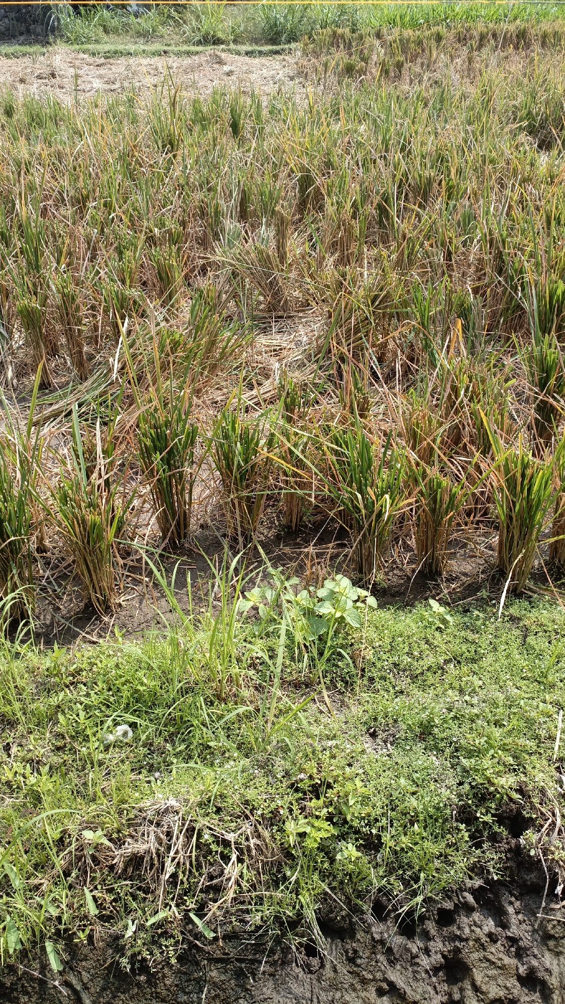 The image depicts a rice paddy field in Trihanggo, Indonesia, likely after the harvest. The ground is covered in stubble and some remaining rice stalks, with patches of green grass and small plants growing along the edge of the field and in areas where the stubble is less dense. The overall impression is one of a rural landscape, perhaps undergoing post-harvest preparation or natural regrowth. No people or animals are visible in the image. The lighting suggests it is daytime.