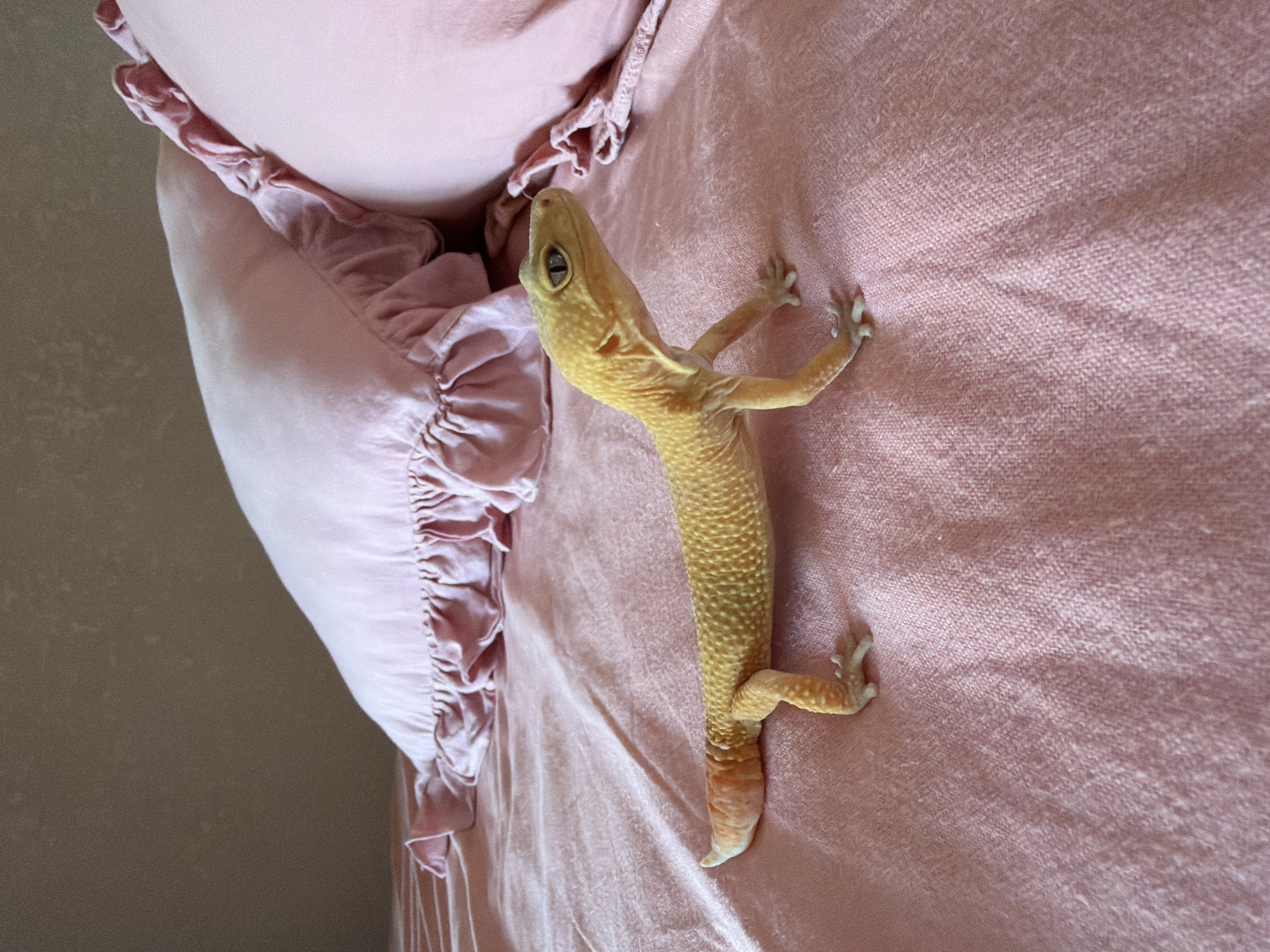A leopard gecko is positioned on a pink textured bedspread. The gecko, primarily yellow with orange accents on its tail and patterned spots on its body and legs, is looking to its right. Behind the gecko, two pink pillows with ruffled edges are visible. The background wall is a muted brown. The scene is indoors. There are no people present in the image. The location is not specified within the image itself, and therefore no location in Mengwi, Indonesia can be confirmed.