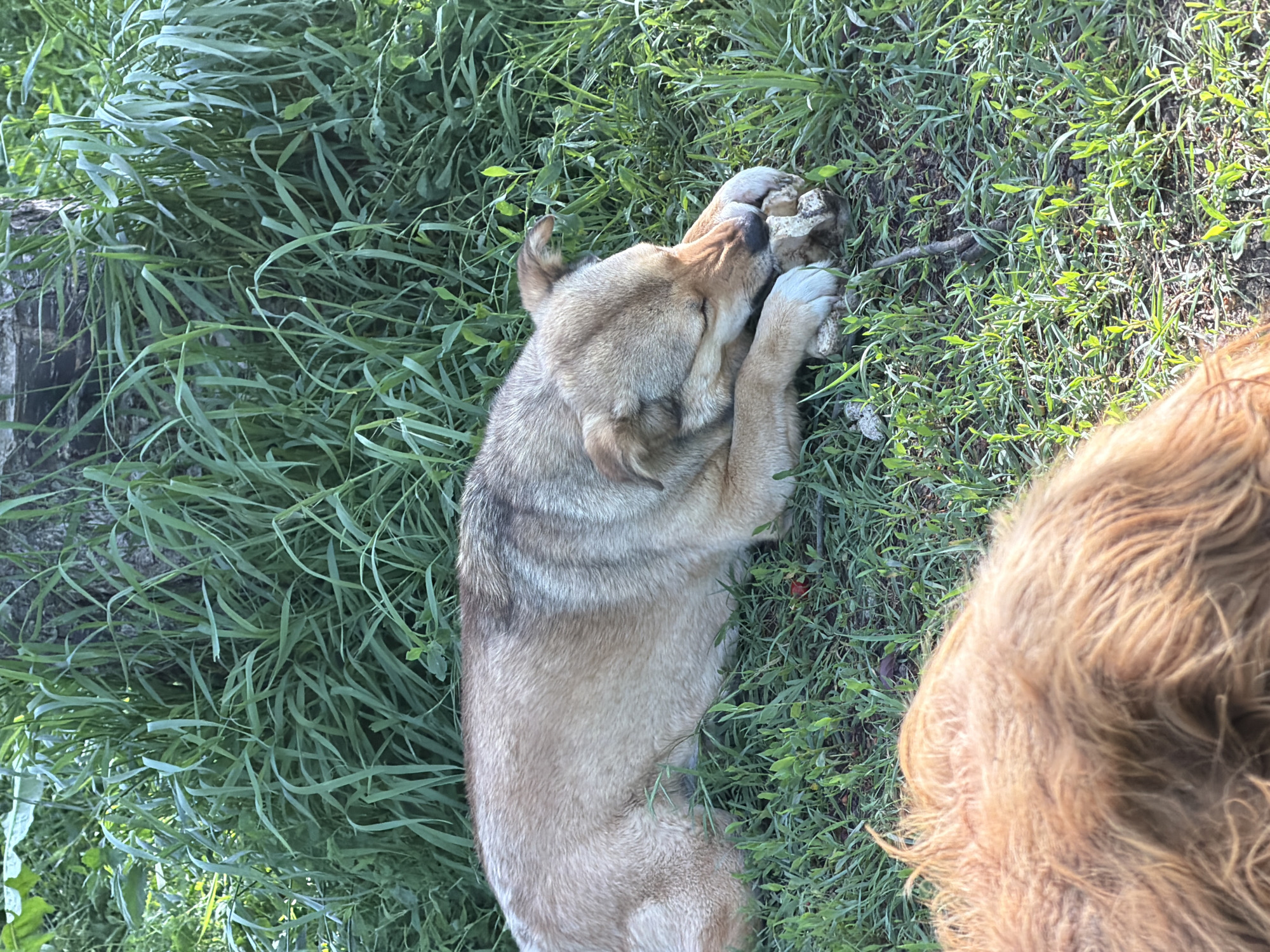 The image shows a medium-sized dog with tan and gray fur lying on its side in tall green grass. The dog is holding a bone-like object in its paws and chewing on it. A second dog, partially visible, with reddish-brown fur is present in the lower right corner of the frame. The location is Leningradskaya, Russia.