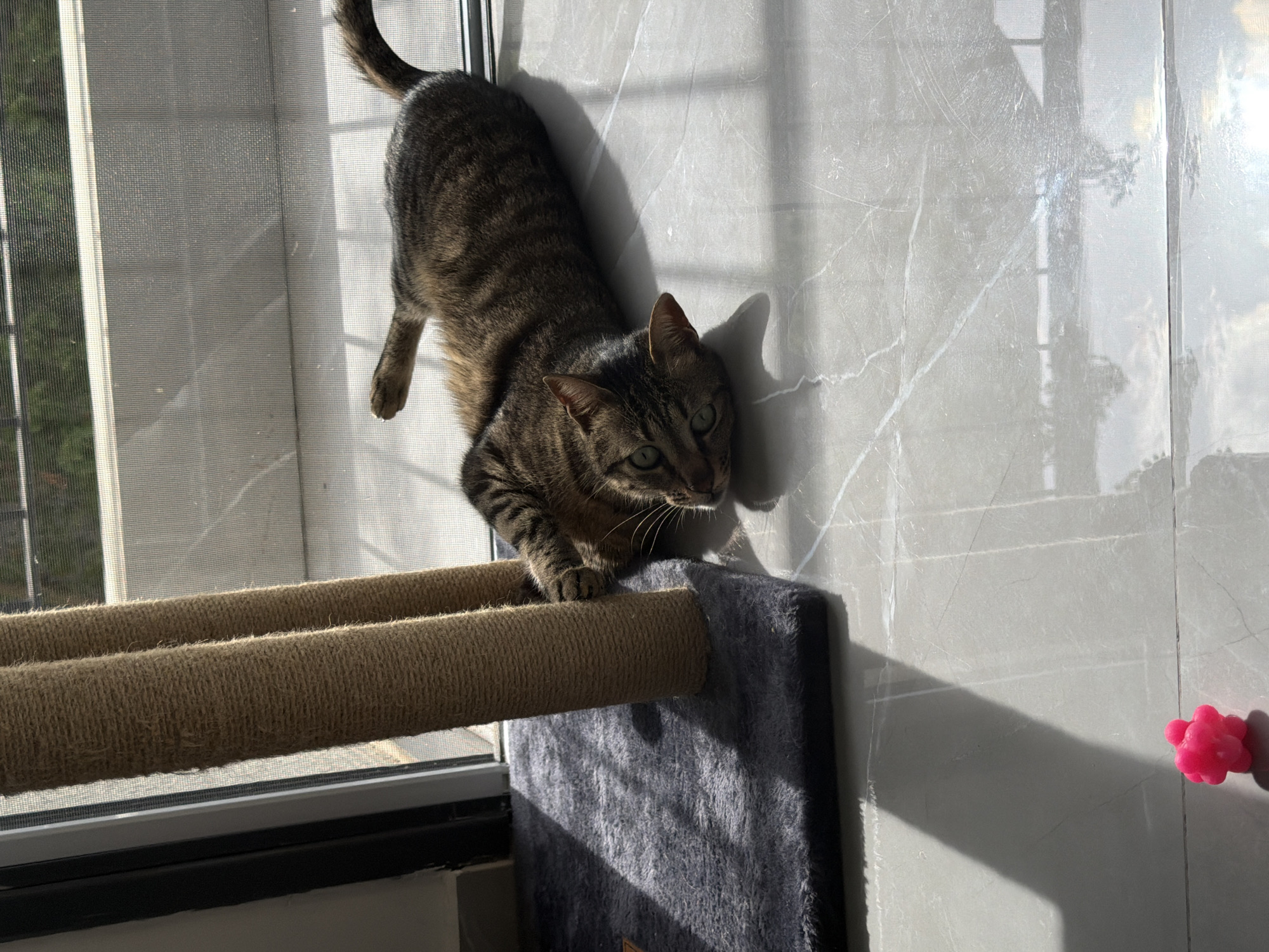 A tabby cat is perched on a cat tree near a window. The cat tree has two rope-covered poles. The cat is dark brown and black with green eyes. The window has a screen. The wall next to the window is marble. A pink toy is on the floor. The location is Bat Yam, Israel.