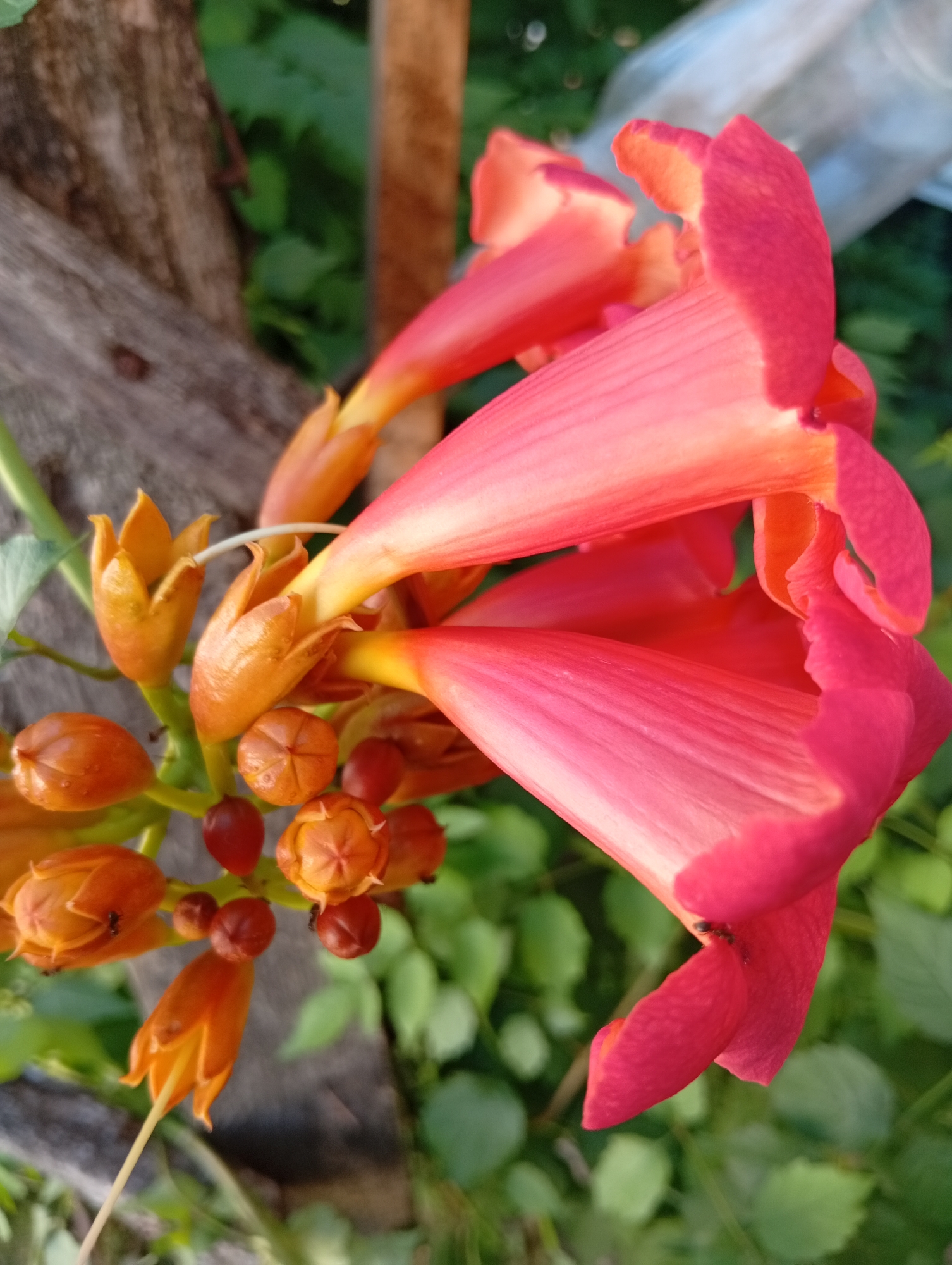 A cluster of orange and pink trumpet-shaped flowers is in focus against a blurred green background. Some of the flowers are in bloom, revealing vibrant pink interiors with yellow throats, while others are still in bud form, appearing as small, round, orange capsules. A rough, gray wooden surface is visible on the left, and out-of-focus green foliage fills the rest of the background, with a hint of a white plastic bag at the top right. Two small black ants are present, one on a pink petal and another on an orange bud. The image is oriented vertically. The location is Unknown, Unknown.