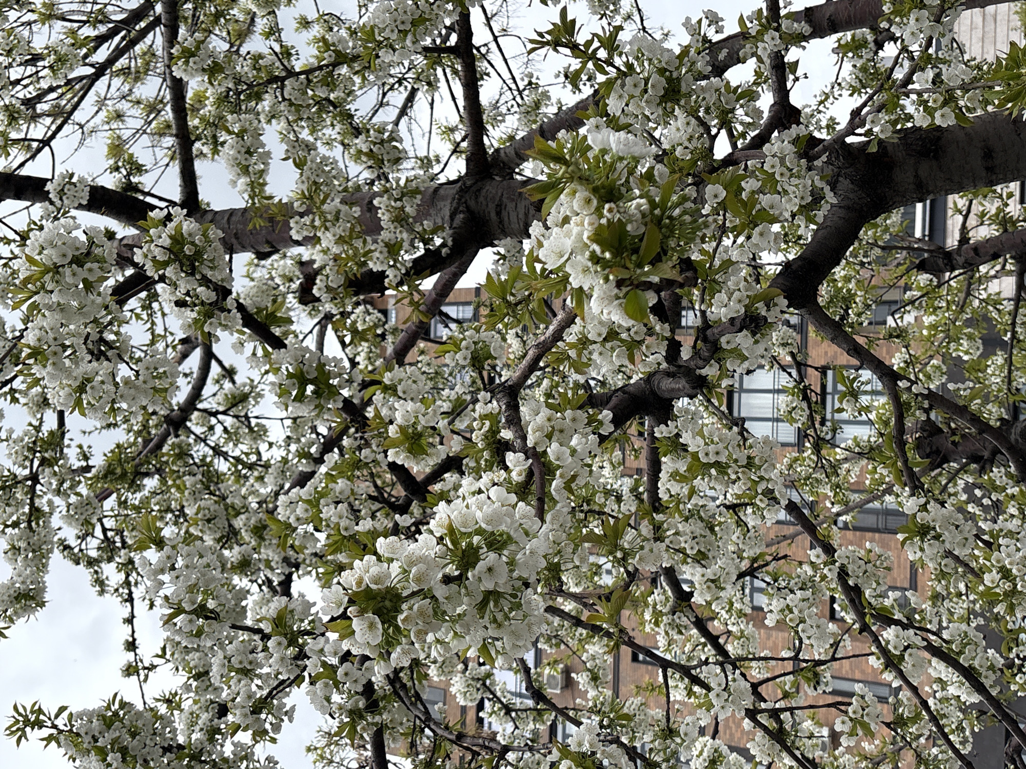 This low-angle shot captures the vibrant bloom of a tree, likely a cherry or pear, in an urban setting during springtime in Yerevan, Armenia. The frame is dominated by the tree's dark, intertwining branches, which are densely covered in clusters of small, delicate white blossoms. Emerging light green leaves are interspersed among the flowers, indicating the early stages of spring foliage.
Through the gaps in the flowering canopy, a multi-story building is visible in the background. The building features a facade with a reddish-brown, possibly brick or tiled, texture and numerous dark, rectangular windows. The presence of the building suggests an urban or suburban environment.
The sky above is bright and overcast, creating soft, diffused light across the scene and eliminating harsh shadows. This lighting enhances the pristine white of the blossoms. The overall impression is one of natural beauty and the arrival of spring, with the blossoming tree providing a striking contrast against the architectural backdrop. No people or specific activities are depicted, and no text is visible in the image.