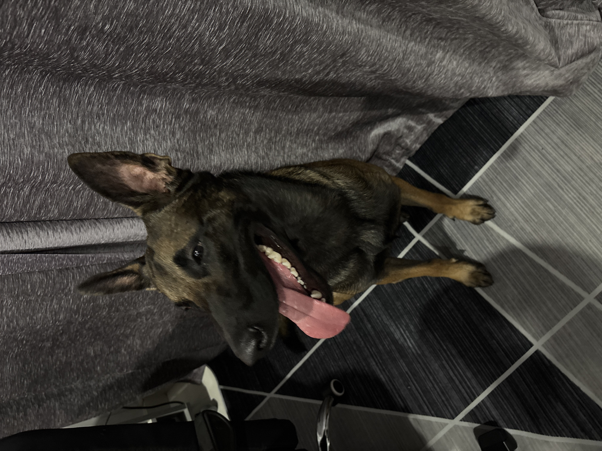 An adult dog, appearing to be a Belgian Malinois, is sitting on a floor with a geometric pattern in what appears to be an indoor setting. The dog is facing left, with its mouth open and tongue extended, panting. Its fur is a mix of tan and black. Behind the dog, a grey, textured curtain hangs. To the left of the dog, a portion of a black office chair is visible. The floor consists of alternating dark and light gray rectangular tiles, intersected by thin white lines forming a diamond pattern. The lighting suggests an indoor environment, possibly at night or in a dimly lit room. There is no indication of the location being specifically in the city of มาบฟักทอง, Thailand.