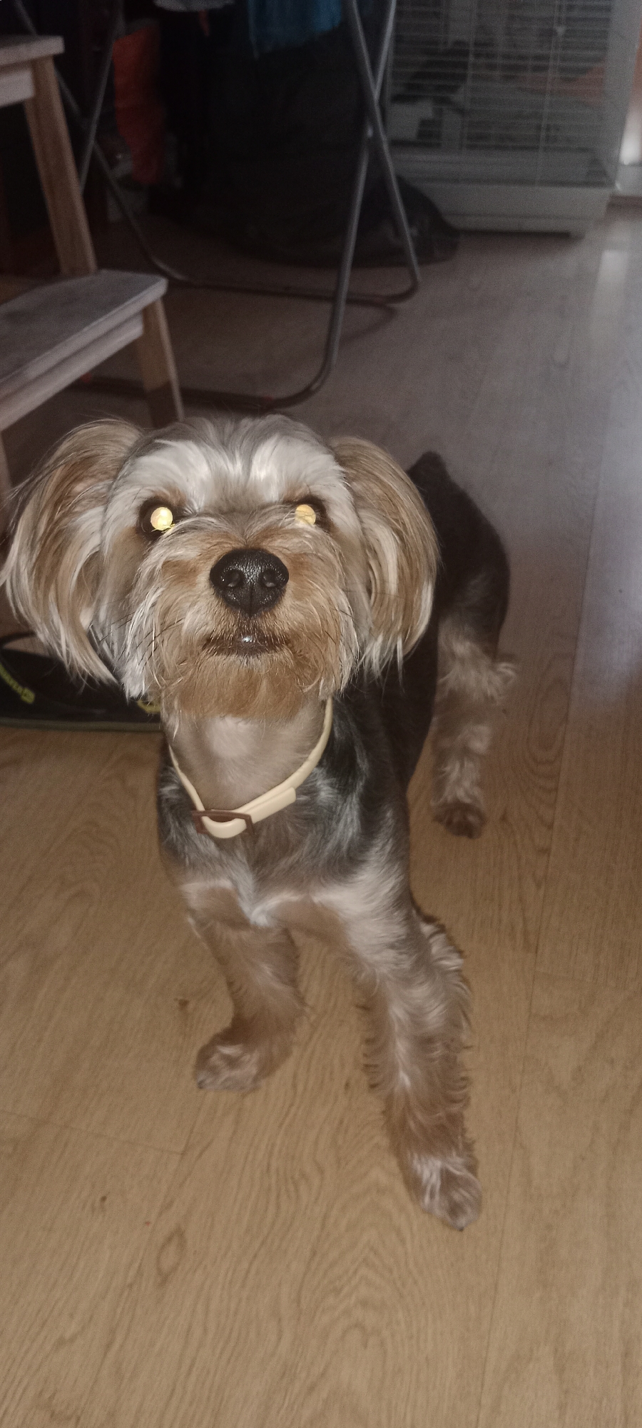 A Yorkshire Terrier dog is looking up at the camera indoors. The dog has tan and grey fur and is wearing a light-colored collar. The dog is standing on a wooden floor. In the background, there is a pet cage, a stool, and some miscellaneous objects.