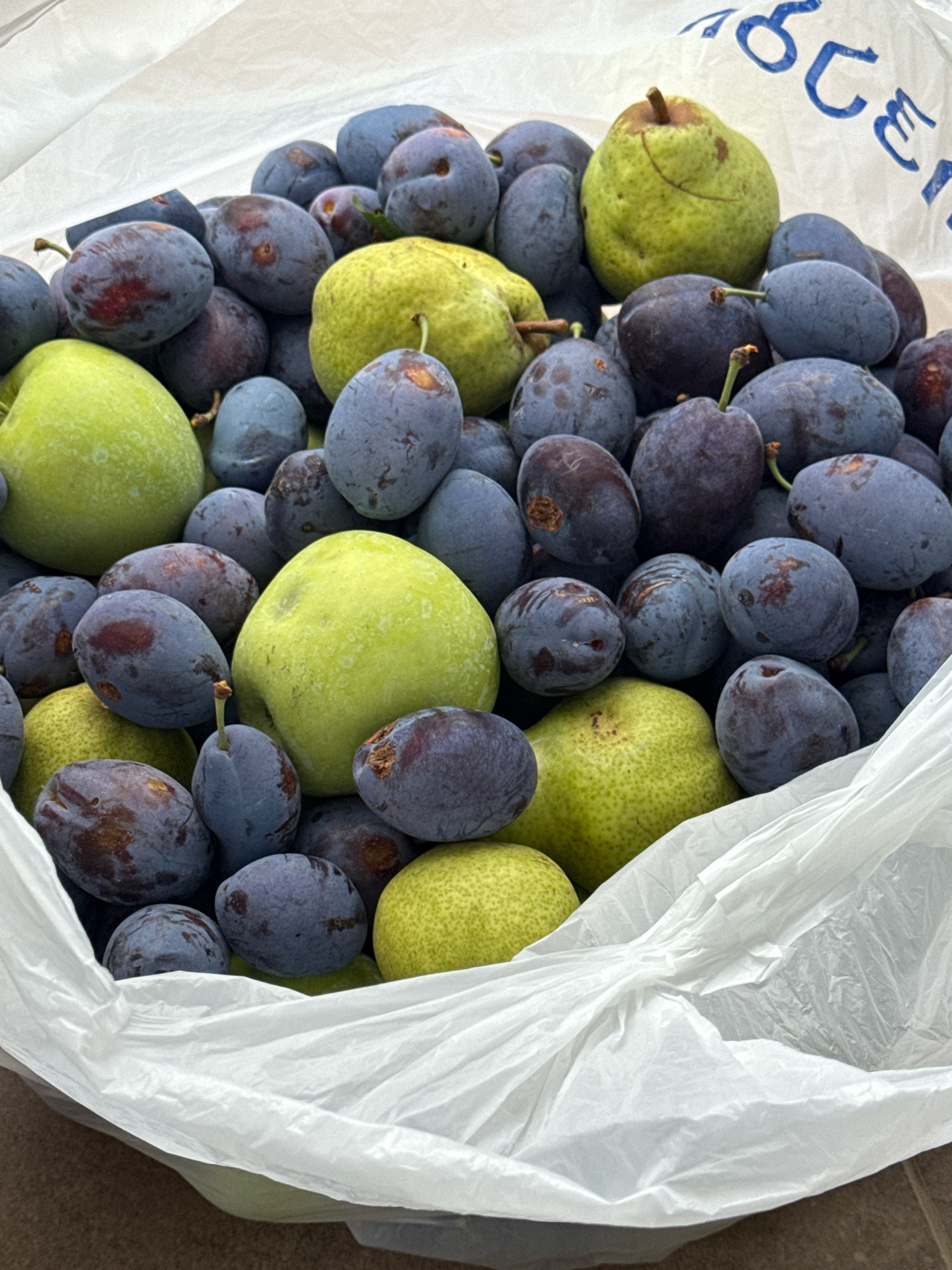 A pile of plums and pears are contained within a white plastic bag. The bag is crinkled and partially open, revealing the fruit inside. The plums are dark purple, some with red undertones, and are oval in shape. The pears are a light green color and are rounder than the plums. The fruit is densely packed, with some of the pears peeking out from the top of the bag. The background is out of focus, but appears to be a neutral surface, possibly a table or floor. There is some blue lettering on the white plastic bag. The scene is likely an outdoor market or a home setting where fresh produce is being stored. The city of Tbilisi, Georgia, is not explicitly depicted in the image, but the presence of plums and pears could suggest a Georgian context, as these fruits are common in the region.