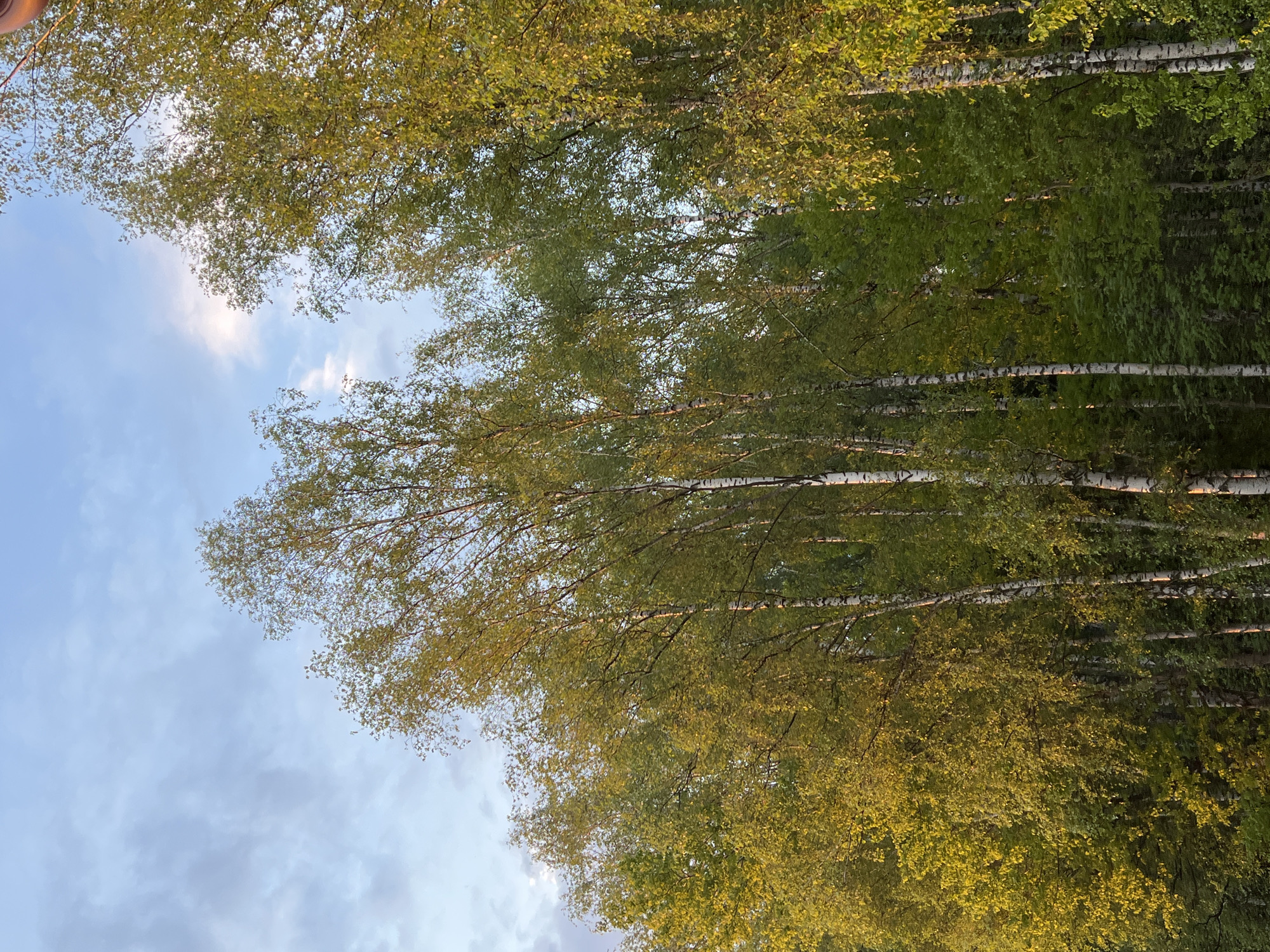 The image shows a view looking up through a canopy of birch trees. The trunks of the birch trees are white with black markings, characteristic of the species. The leaves are green, with some yellowing suggesting a transition towards autumn. Patches of blue sky with scattered clouds are visible between the branches and foliage. The overall impression is of a natural setting, likely in a forest or wooded area. Location: Unknown, Unknown.