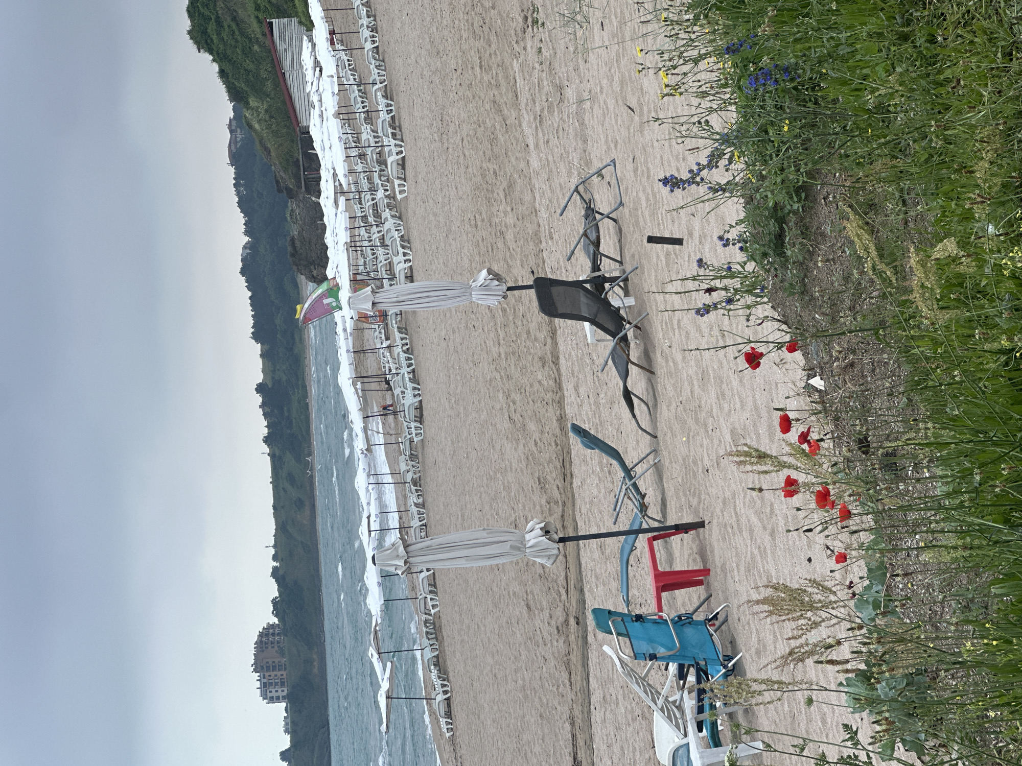 The image depicts a tranquil coastal scene, rotated from its natural landscape orientation. A wide sandy beach occupies the central and left portions of the frame, meeting a moderately wavy sea on the left. Along the water's edge, numerous white beach chairs are neatly arranged in rows, accompanied by closed white beach umbrellas, suggesting a resort or public beach area.
In the foreground, closer to the viewer on the sand, several individual chairs of varying colors – including black, blue, and red – are scattered, some appearing folded or placed haphazardly. Another closed white beach umbrella stands upright near these chairs. To the right, the sand transitions into a lush, green bank or low cliff densely covered in vegetation, including tall grasses and a variety of wildflowers. Prominent among these are vibrant red poppies, delicate blue flowers, and some yellow blooms, adding splashes of color to the natural landscape.
The background reveals more of the coastline: a rustic wooden building with a red roof is perched on a vegetated cliff, and further in the distance, a multi-story building, likely a hotel, can be seen. The sky is overcast and grey, creating a soft, diffused light that suggests either early morning, late afternoon, or a cloudy day. There are no people visible on the beach or in the surrounding area, lending a quiet and serene, almost desolate, atmosphere to the scene. No discernible text is visible in the image.