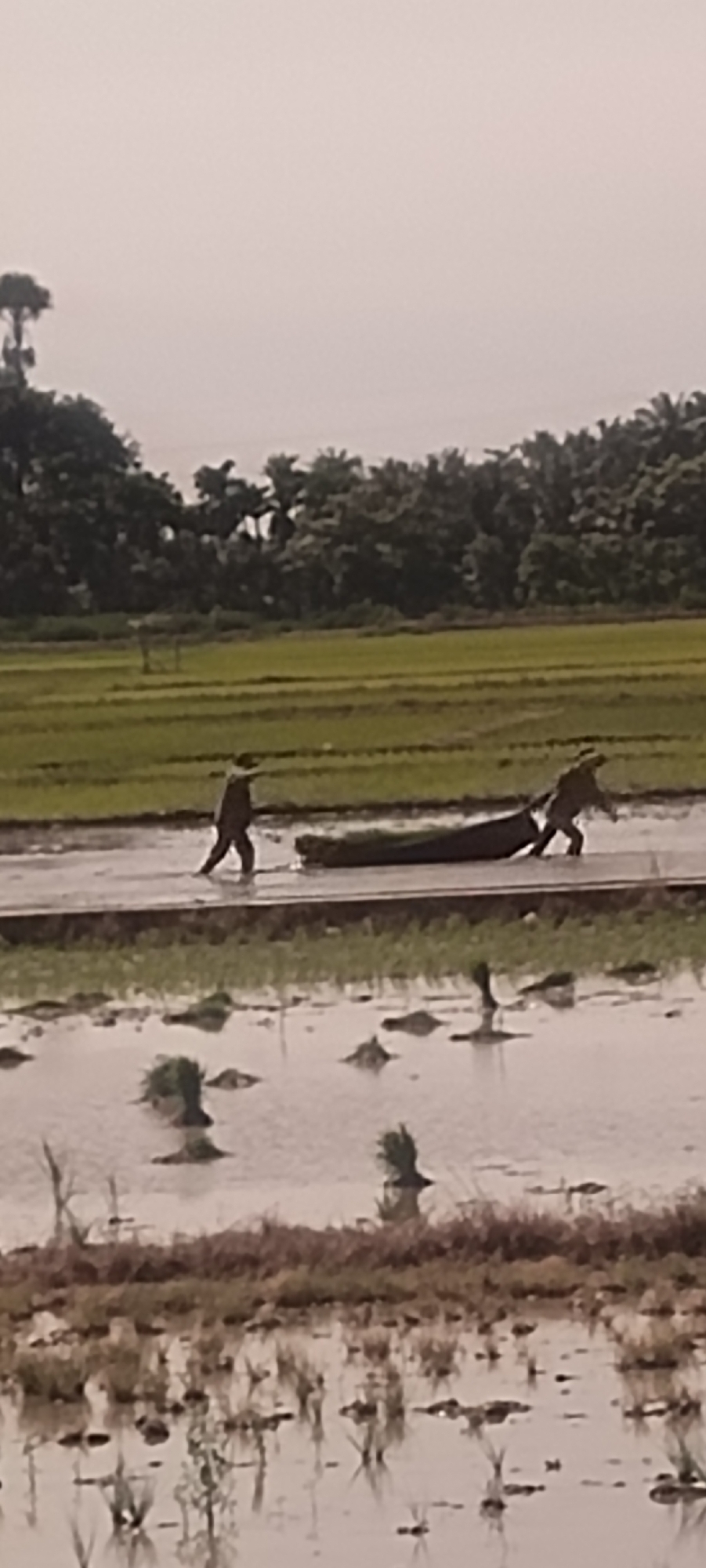In Aluegunto, Indonesia, two individuals are working in a flooded rice paddy. The first person, positioned on the left side of the frame, is walking with their legs submerged in water. They are carrying a dark-colored object, possibly a tool or a bundle of harvested rice. To their right, a second person is actively engaged in moving a long, dark, cylindrical object, which appears to be a rolled-up mat or a large bundle of vegetation. This second individual is pushing or pulling the object through the water. The rice paddy is divided by a raised pathway, on which the individuals are primarily walking. The surrounding environment consists of more flooded rice fields, with visible patches of green vegetation and rows of cultivated plants. In the background, a dense line of trees forms a natural boundary, and beyond that, the sky is overcast, suggesting a muted or diffused light. The overall scene depicts agricultural labor in a wet field.