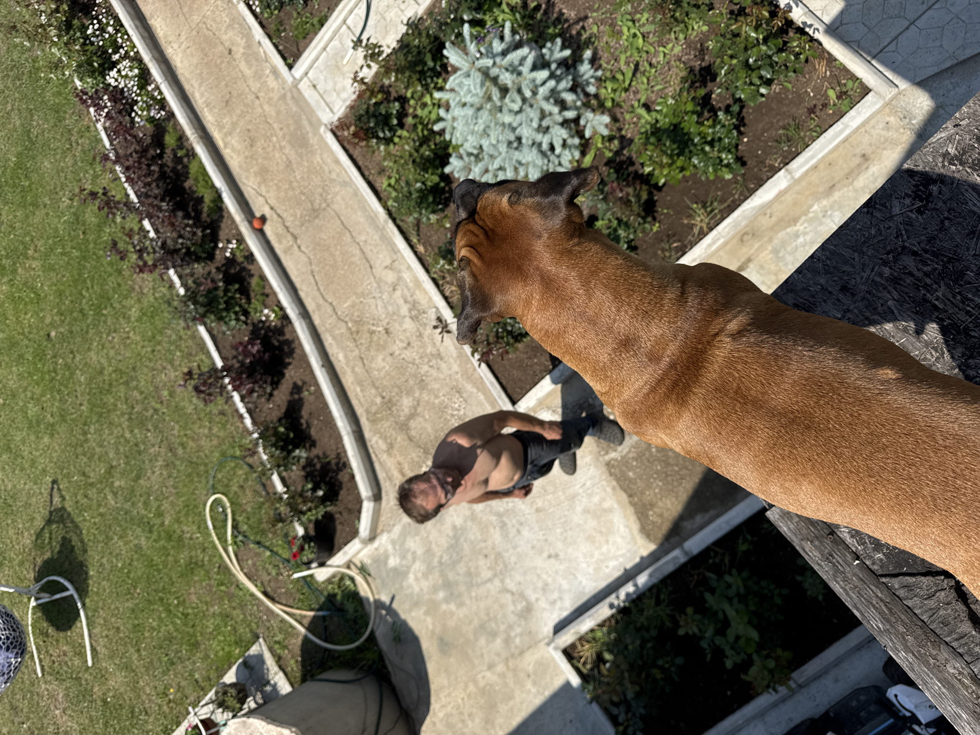 The image shows a backyard on a sunny day. In the foreground, the back of a brown dog is visible, looking out over the yard. In the middle ground, a shirtless man wearing jeans and clogs stands on a concrete patio. He is looking up and to his left. Behind the man is a garden area with dark soil and various plants, including a small, light-blue conifer. Further back, there is a lawn with a white lawn chair and a coiled garden hose. The scene appears to be a residential backyard, potentially in Chaikovsky, Russia, given the context provided. The overall impression is of a casual outdoor setting on a warm day.