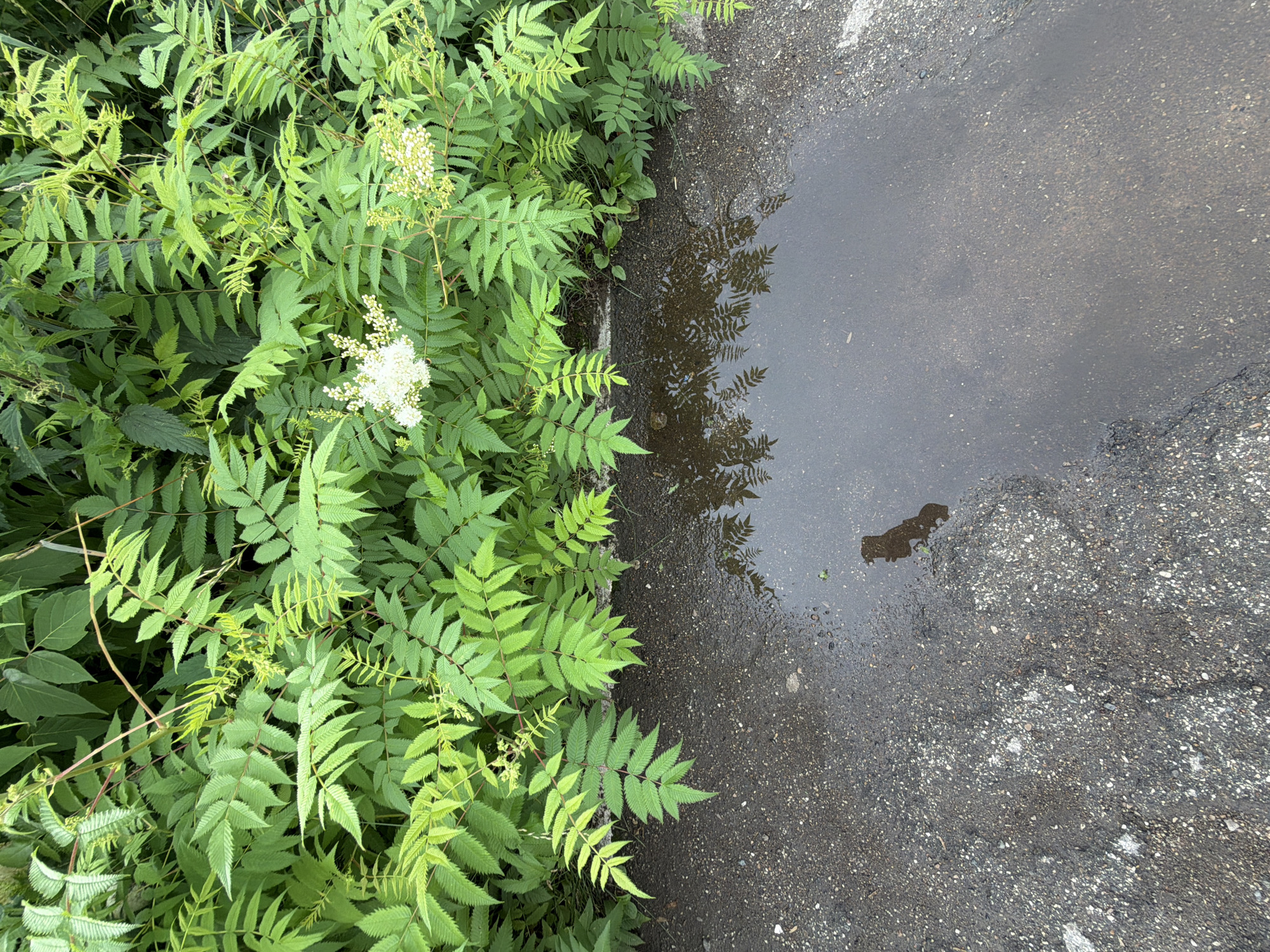 This media file is a medium-angle, top-down shot of lush green foliage juxtaposed with a dark, wet asphalt surface. The foliage, predominantly composed of finely serrated leaves and delicate white flower clusters, occupies the left side of the frame. The leaves are a vibrant green, with some appearing lighter, suggesting new growth or varying light exposure.
On the right, the asphalt surface is partially covered by a shallow puddle of water, reflecting the surrounding greenery and the overcast sky. The puddle has an irregular shape, and its surface is disturbed in places, indicating it may have recently rained. The asphalt itself appears worn, with visible aggregate and some cracks. A dark, amorphous shape is visible within the puddle, possibly a shadow or debris.
The scene evokes a sense of freshness after rain. The lighting is diffused, suggesting an overcast day, common in regions like Chaikovsky, Russia, during periods of wet weather. There are no people or specific objects that suggest a particular activity, other than the natural environment interacting with man-made infrastructure. The overall mood is tranquil and natural, highlighting the contrast between the organic and the inorganic. No visible text is present in the image.