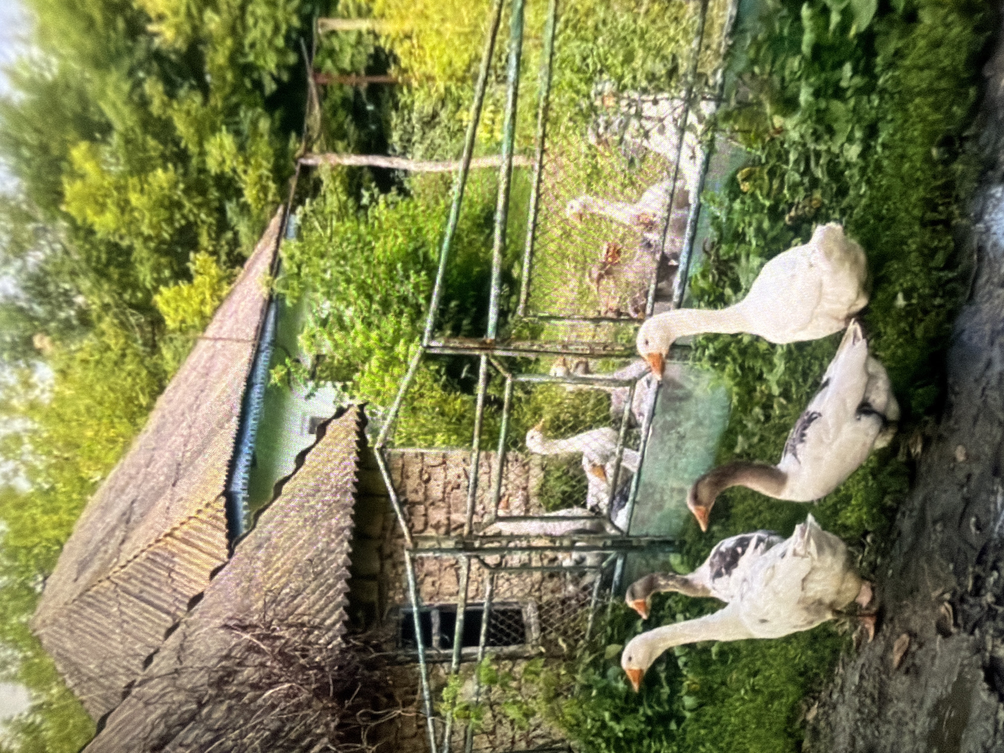In an outdoor scene, five domestic geese are present. Three geese are in the foreground, walking on muddy ground and grass. The leftmost goose is predominantly white with an orange beak. The goose to its right has brown and white plumage and a darker beak. The goose in the right foreground is primarily white with a brown neck and head and a darker beak. In the background, through a metal fence, two more geese are visible, one mostly white and the other with darker plumage. Behind the fence, a weathered stone building with a corrugated roof is visible, and beyond that, a green house with a blue trim. Lush green trees and foliage surround the structures, suggesting a rural or semi-rural setting. There is no indication of the city of Bukuru, Nigeria, in this image.