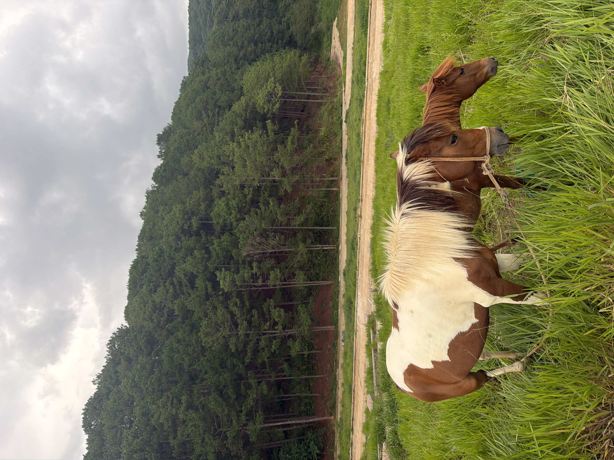 The image shows two horses grazing in a grassy field with a pine forest in the background. The horses are a piebald horse with brown and white patches and a brown horse. The piebald horse is on the left, facing to the right, and its mane is long and blonde. The brown horse is on the right, facing to the left, and its mane is shorter and reddish-brown. The horses appear to be tethered together. The field is covered in lush green grass, and there is a dirt road or path behind the field. The pine forest covers the side of a hill, and the sky is overcast with gray clouds. The location is likely a rural area near Da Lat, Vietnam, known for its pine forests and rolling hills. The image captures a peaceful, natural scene.