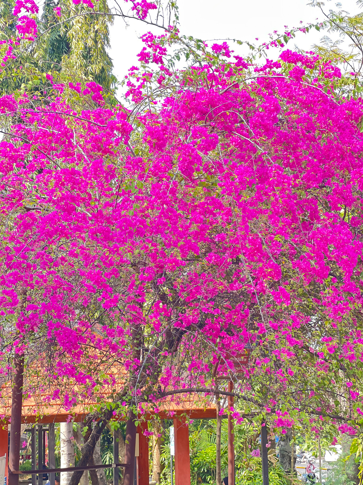 The image shows a vibrant bougainvillea tree with abundant bright pink blossoms, cascading over a red-orange roofed structure. The tree is lush and full, with many branches and leaves intertwined with the flowers. In the background, there are glimpses of other trees and foliage, suggesting an outdoor setting. Below the bougainvillea, the roofed structure appears to be part of an open-air pavilion or shelter, with visible wooden posts. The ground level of the structure reveals a fence and some greenery. The overall impression is of a richly colored and natural scene within a park or garden environment. The context of Denpasar, Indonesia, suggests a tropical climate, consistent with the luxuriant growth of the bougainvillea.