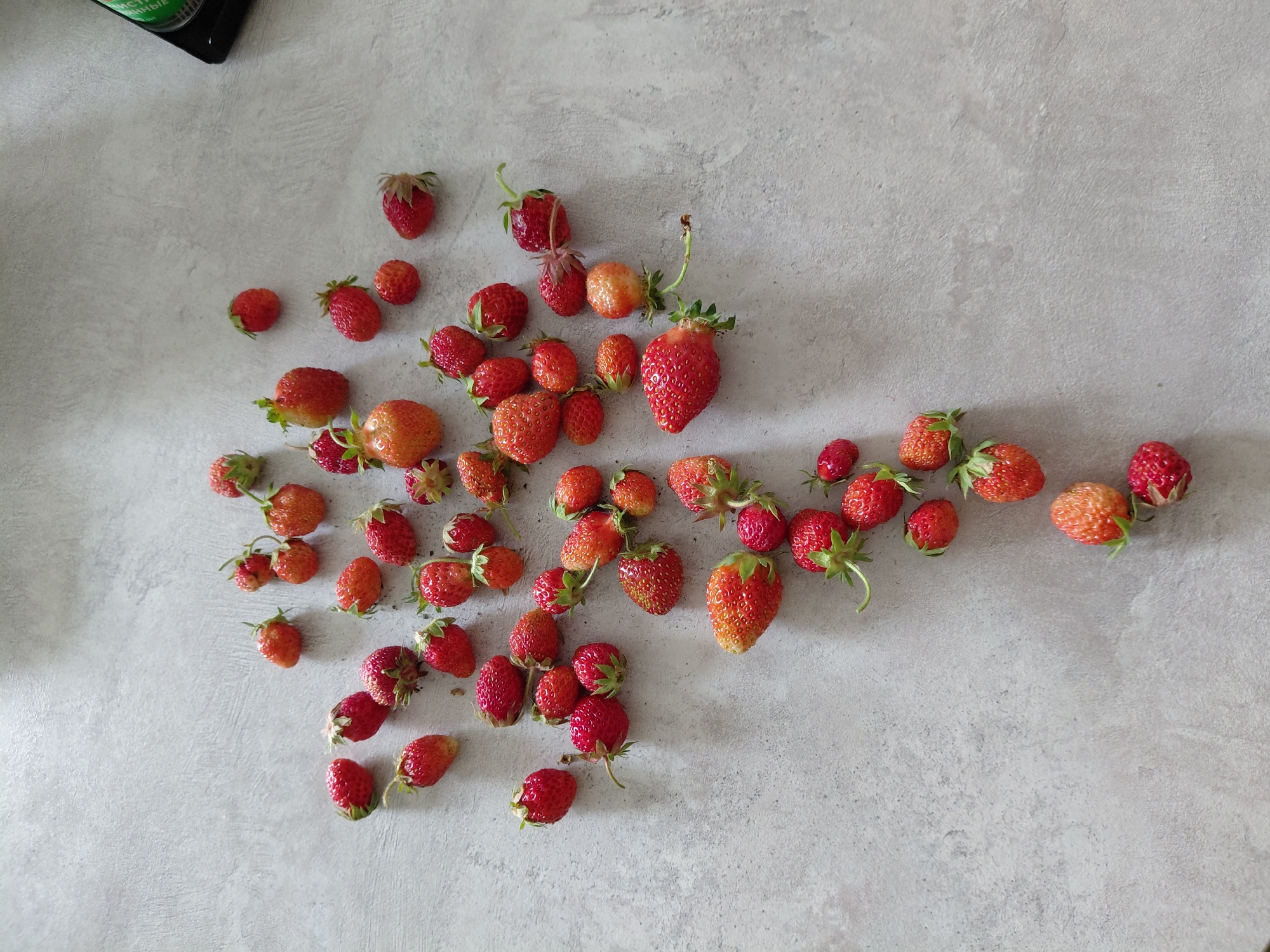 A scattering of fresh, ripe strawberries lies on a light gray, textured surface. The strawberries vary in size and color, ranging from bright red to a lighter orange-red, with some showing green stems. The surface appears to be a countertop or table. A dark green bottle with a white label is partially visible in the upper right corner of the image. The overall scene is well-lit, with soft shadows suggesting natural light from an unseen source. This image does not depict the city of Novosibirsk, Russia, nor does it show any people, actions, or interactions.
