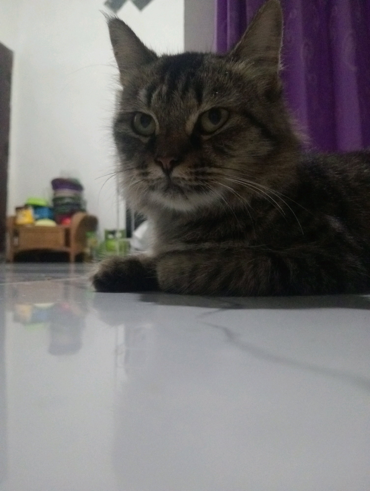 A medium-shot, low-angle indoor photograph shows a tabby cat lying on a reflective white floor. The cat, which is mostly brown with black stripes, is positioned in the center of the frame, facing slightly to the left. Its fur is long and appears somewhat fluffy. The cat's gaze is directed forward with its eyes open. The background is out of focus, but a purple curtain is visible on the right side of the frame. To the left of the cat, a wooden furniture piece with several colorful objects stacked on it is visible, suggesting a domestic setting. The lighting in the scene is dim. No specific location in Soko, Indonesia is discernible from the image.