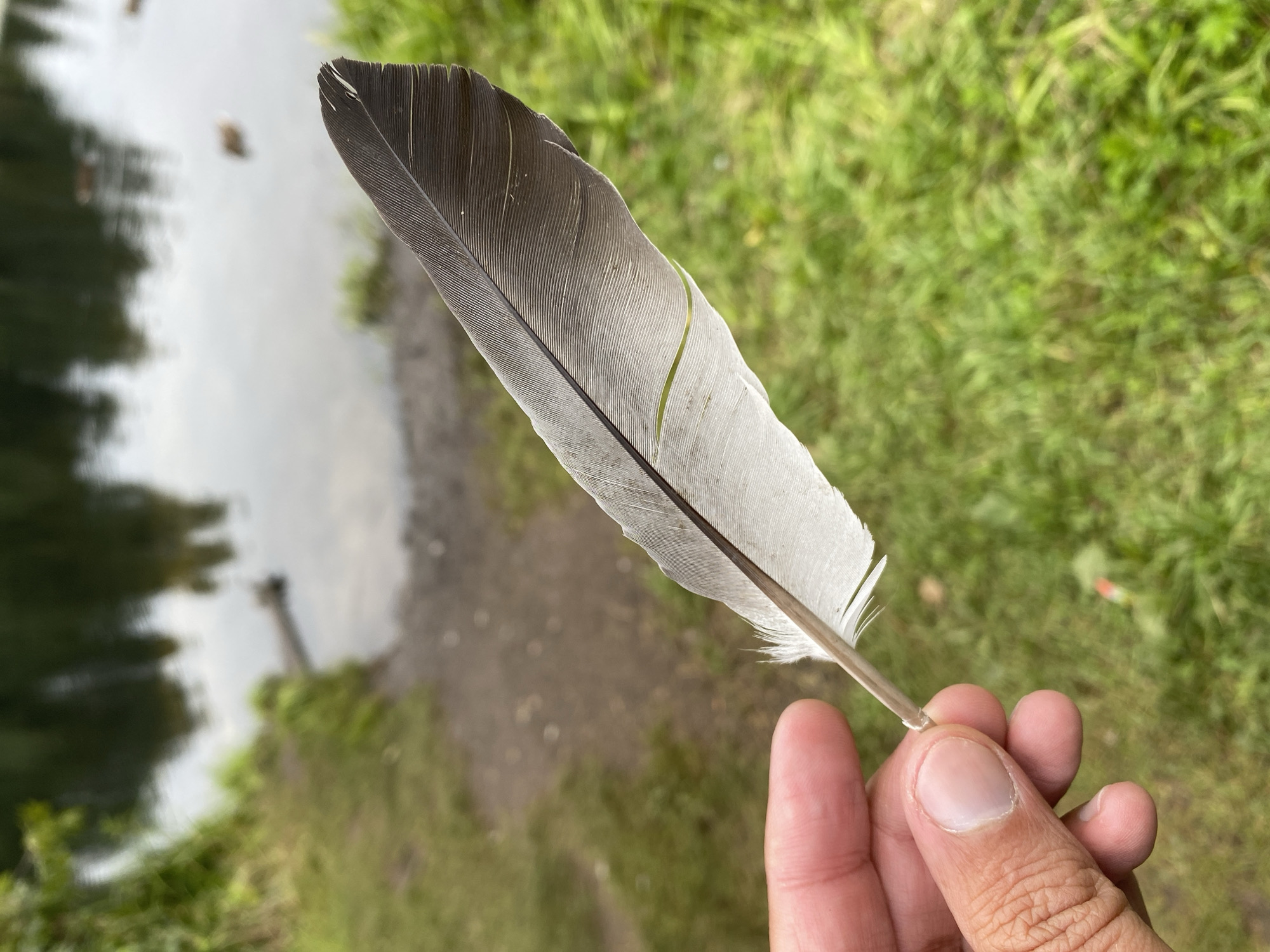 A person's hand holds a single gray and white feather against a blurred background of a lake and grassy shoreline. The feather is positioned diagonally across the frame, with the darker end pointing towards the upper right. The hand appears to be that of an adult, with visible fingernails and skin texture. The lake in the background has reflections of trees and the sky, and several small, indistinct shapes that could be ducks are visible on the water. The shoreline is covered in green grass and some patches of bare earth. The scene suggests an outdoor setting, possibly a park or natural area near a body of water. The location is identified as Sobolikhа, Russia.