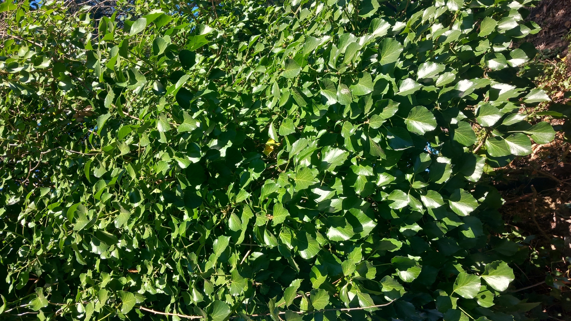 The image shows a dense, green wall of ivy leaves in a close-up, vertical shot. The leaves are a vibrant green, with some catching the sunlight and appearing shiny. The ivy covers a significant portion of the frame, obscuring any background details for the most part, although hints of branches and possibly the sky can be seen in the upper portions. The bottom of the image shows some darker, more shadowy areas that appear to be undergrowth or the base of the ivy. There are no people or identifiable objects present in the scene. The location is not specified in the city of Unknown, Unknown.