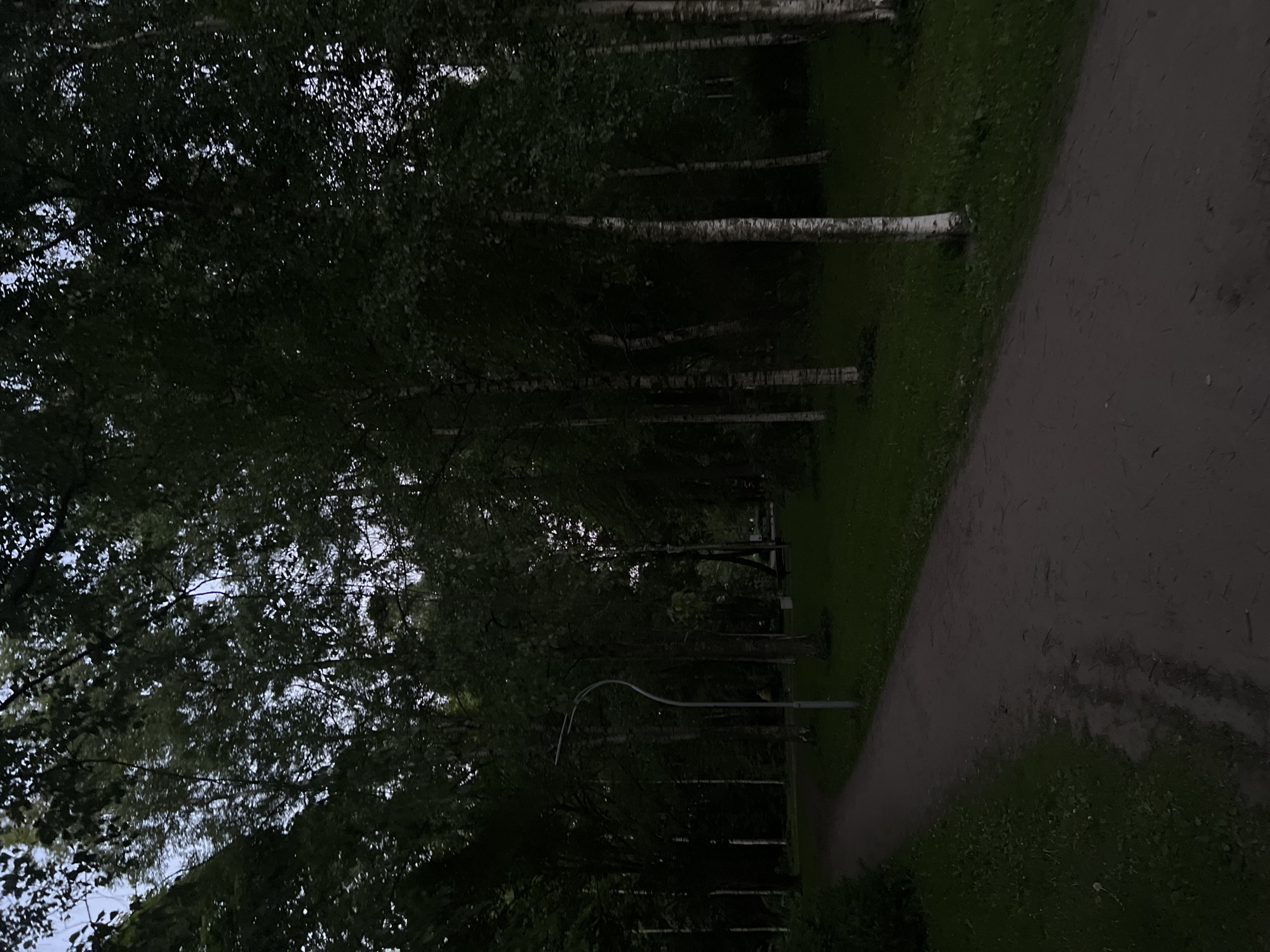 This image depicts a low-light scene within a park in the city of Saint Petersburg, Russia, consistent with a wooded urban green space. A reddish-brown dirt or gravel path, visible in the lower left, curves towards the center of the frame and extends into the midground. Green grass flanks both sides of the path. Numerous trees dominate the scene, particularly on the right side of the path and in the deeper background. Many of these trees are identifiable as birches by their distinctive white bark. A modern, grey, S-shaped lamppost stands vertically on the left side of the path, approximately one-third from the left edge of the image. The tree canopy is dense, obscuring direct sunlight, though patches of lighter sky are visible through the leaves in the upper portions of the image, indicating daylight conditions. The overall lighting is dim, suggesting either dusk, dawn, or an heavily overcast day. No people, animals, or explicit actions are observed in the frame. The environment appears tranquil and natural.