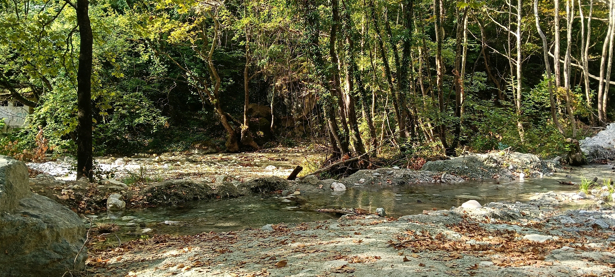 The image captures a serene forest scene with a shallow, clear stream flowing through it. The stream bed is covered in smooth, grey stones and fallen autumn leaves, with patches of moss and low-lying vegetation. The water reflects the surrounding greenery and sunlight, creating dappled patterns on the streambed. Several large, weathered boulders are scattered along the banks of the stream.
The forest is dense, with a variety of trees, many of which are covered in ivy. The dominant tree in the foreground has a thick, dark trunk and is partially shaded by its own leaves. In the mid-ground, a cluster of trees with lighter, gnarled trunks creates a more open area, allowing sunlight to filter through. The background is a wall of green foliage and tree trunks, with some rocks and cliffs visible in the deeper shadows. The overall impression is one of a secluded and natural environment. This scene is located within the Pozar Baths, Greece, an area known for its natural hot springs and surrounding lush landscapes. There are no people or animals visible in the image.