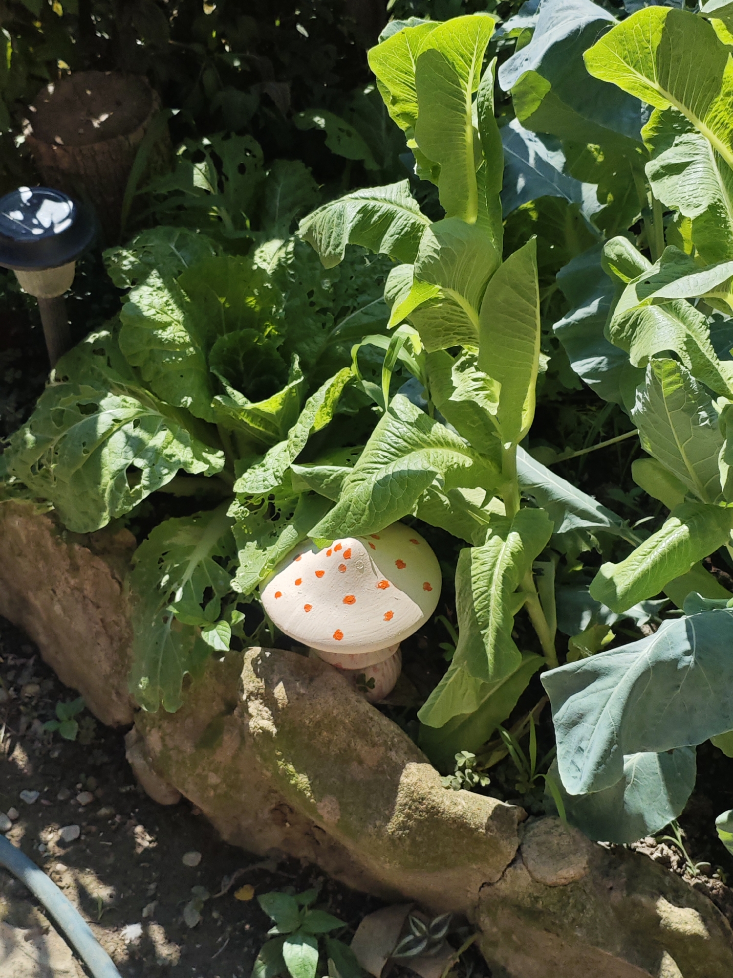 The image shows a garden scene with lush green plants, likely vegetables, growing in soil. A decorative mushroom figurine with orange spots is placed amongst the plants, resting on a stone border. To the left, a solar-powered garden light is visible near a tree stump. The ground is covered in soil, small stones, and some weeds. A portion of a blue hose is visible in the lower left corner. The scene appears to be outdoors in a garden setting. The image is a close-up, focusing on the plants and the decorative elements within the garden. There are no people or animals present in the image. The time of day appears to be daytime, with sunlight casting shadows on the ground and illuminating the leaves of the plants. The specific location in the city of Armavir, Russia is not discernible from the image itself.