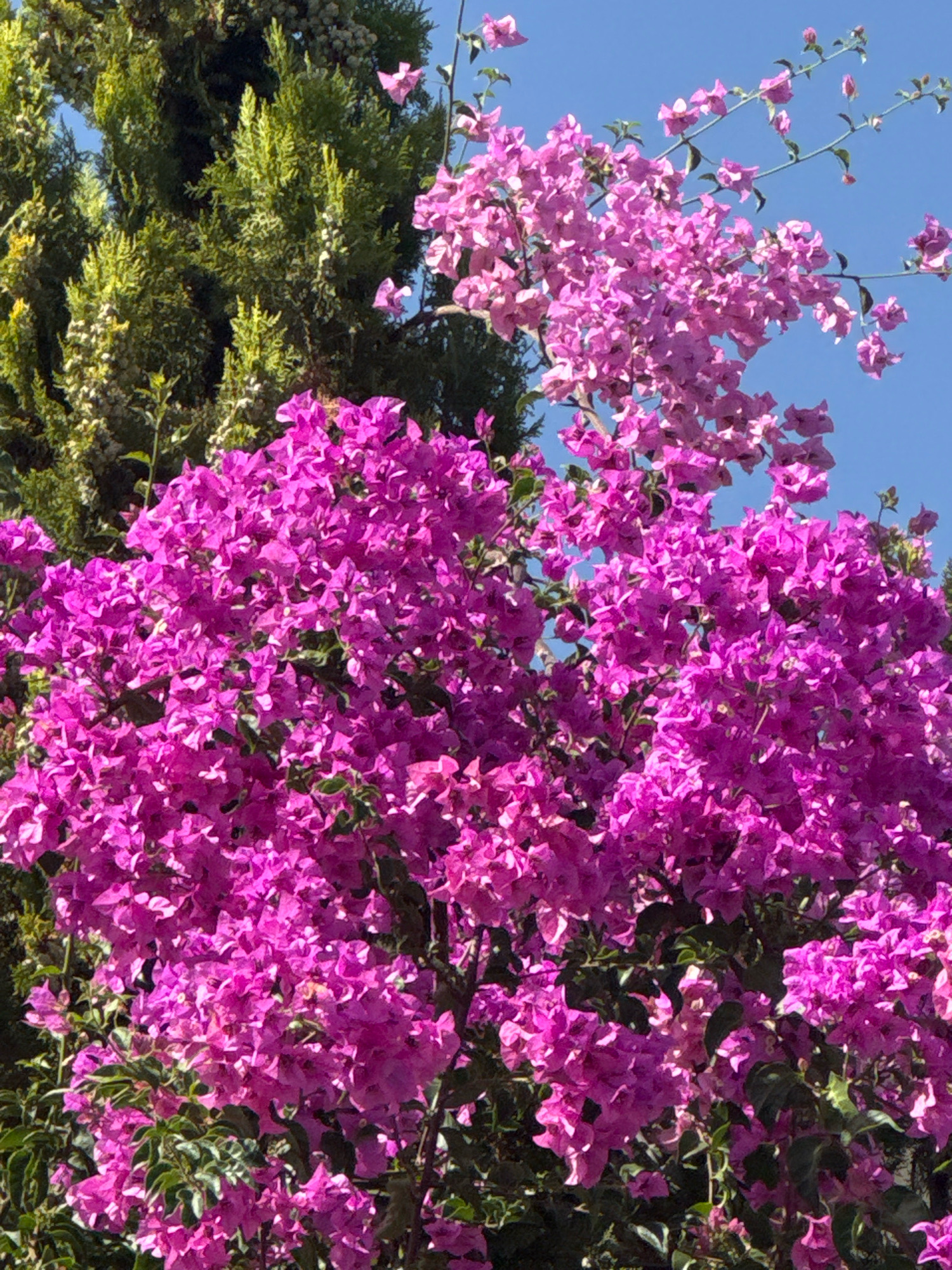 A close-up, eye-level, outdoor shot captures a vibrant bougainvillea plant in full bloom against a clear blue sky. The plant is lush with abundant magenta and lighter pink bracts, creating a dense, floral canopy. Interspersed amongst the bougainvillea, the feathery, light green foliage of a conifer tree is visible, particularly on the left side of the frame. The scene is bathed in bright sunlight, casting subtle shadows and highlighting the texture of the flowers. The composition emphasizes the scale and density of the blooming bougainvillea, with branches extending upwards and outwards. This image was taken in Germasogeia Municipality, Cyprus.