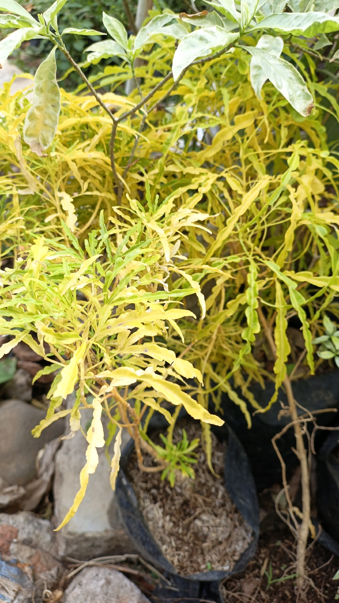 The image shows a close-up of a bush with vibrant yellow and green serrated leaves. The plant is in a black plastic pot filled with dark soil and wood chips. The pot is situated outdoors, with several large, grey stones and some dry twigs visible in the foreground and to the left. In the background, other dark pots and green foliage can be seen, suggesting a garden or nursery setting. The lighting is natural and slightly diffused, indicating it might be daytime. There are no people or animals in the image. The overall impression is one of lush, albeit somewhat dry, plant life.