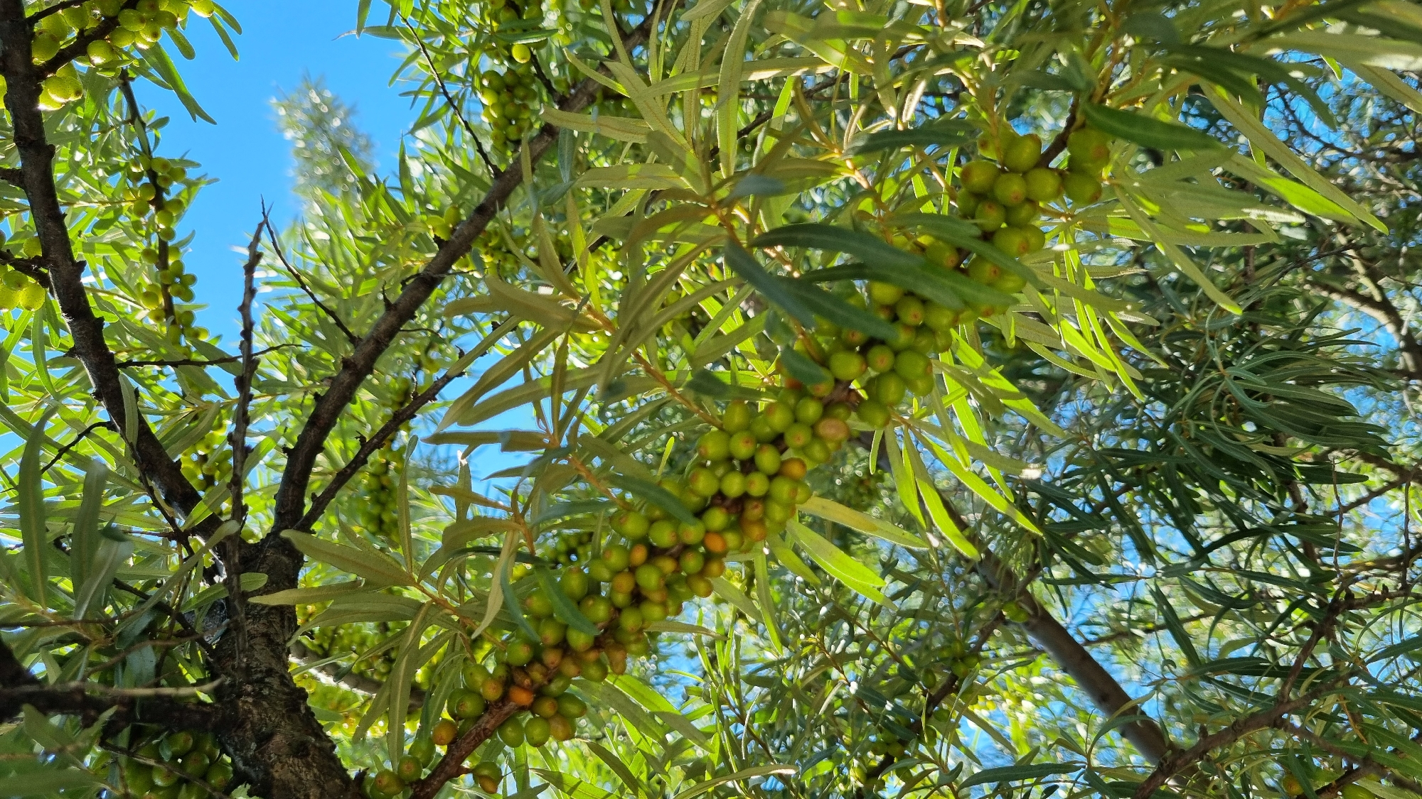 A low-angle shot captures a branch of a sea buckthorn tree laden with unripe, green berries against a bright blue sky. The branches are dark and gnarled, with long, slender leaves. The berries are clustered tightly along the branches, with some appearing slightly yellow or orange, indicating early stages of ripening. Sunlight filters through the leaves, creating a dappled effect. The location is specified as Верзилово, Russia.