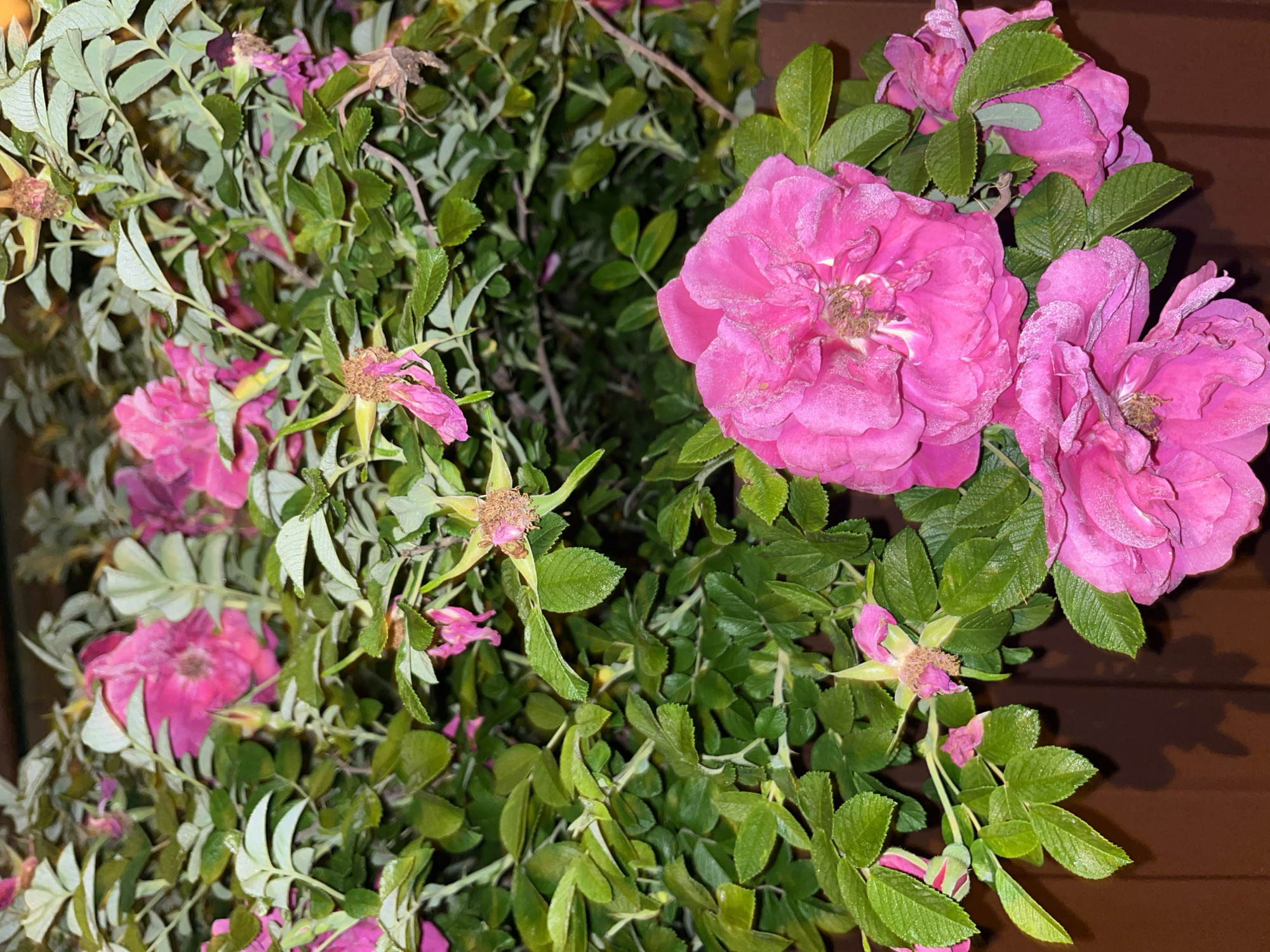 The image shows a close-up of a bush with several vibrant pink roses and green leaves. Some of the roses are in full bloom, while others are withered and have seed pods. The background is dark, suggesting it might be evening or a dimly lit area. There are no people visible in the image. The setting is likely a garden or park. This image is not a photograph taken in Nizhny Tagil, Russia.