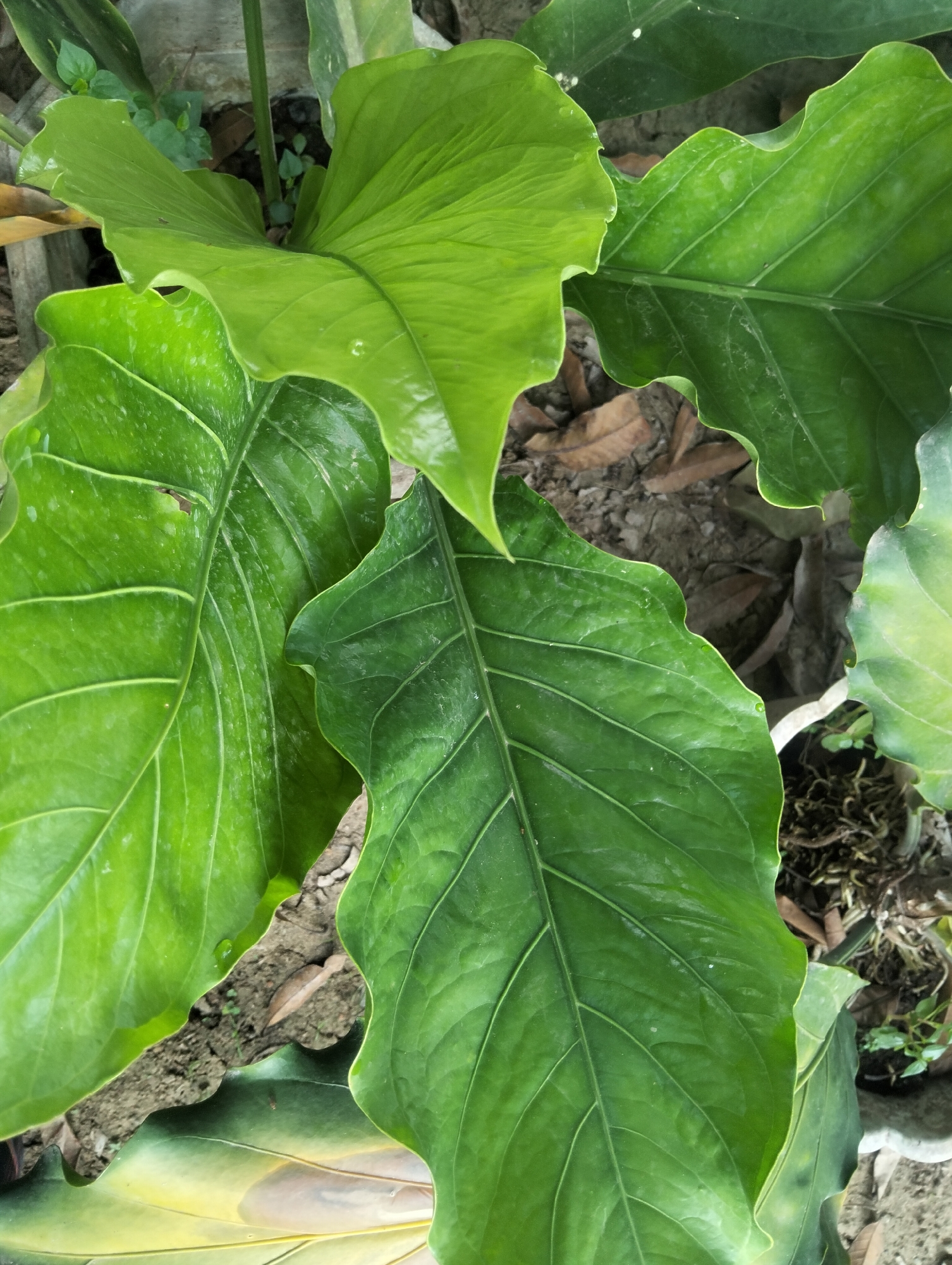 This image shows a close-up of large, vibrant green leaves with prominent veins. The leaves are wavy and have a glossy texture, with some appearing slightly wet. The background consists of dry soil, fallen leaves, and hints of a concrete planter. The scene is illuminated by natural light, casting subtle shadows. The image is undated and unlocated beyond the generalized prompt of "Payagaboh, Indonesia." No people or animals are visible in the image.