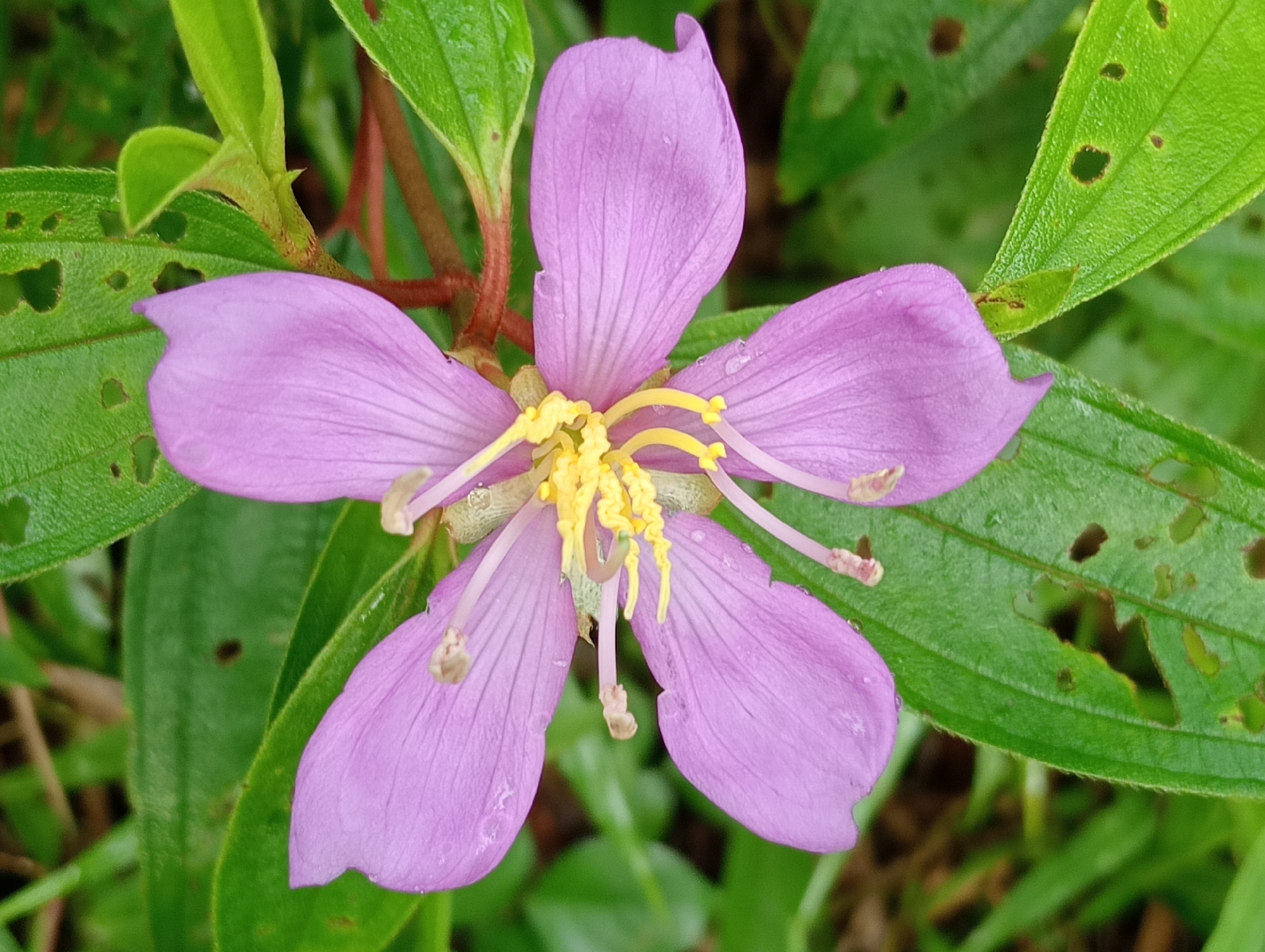 The image shows a Melastoma malabathricum flower in close-up. The flower has five light purple petals with visible veining. At the center, there are numerous yellow stamens and a pistil. The flower is surrounded by green leaves with holes in them, possibly caused by insect damage. The background is a blur of green foliage. The location and city are unknown.