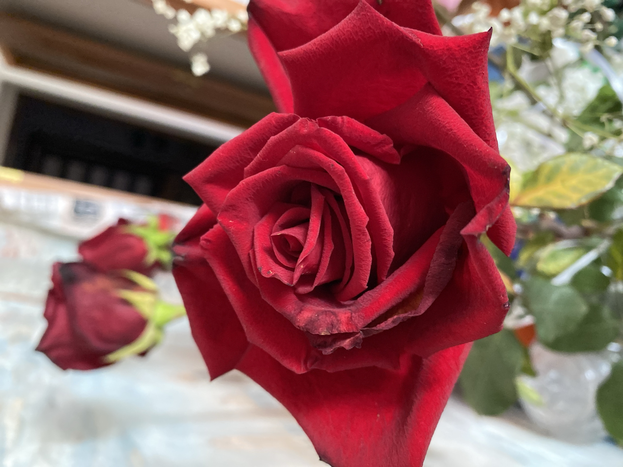 A close-up, vertically oriented, eye-level shot captures a vibrant red rose in full bloom, dominating the foreground. The rose's petals are a rich, deep red, with some edges showing subtle browning and wilting, suggesting it is past its peak freshness. The center of the rose displays a tightly coiled spiral of petals. In the blurred background, other red rose buds are visible, along with delicate white flowers and green foliage. Hints of an indoor environment are present, with soft lighting and what appears to be a wooden door frame to the right. The scene is devoid of any people or animals. The image does not contain any specific landmarks or identifiable features that would allow for pinpointing a location within the city of Molodizhne, Ukraine.