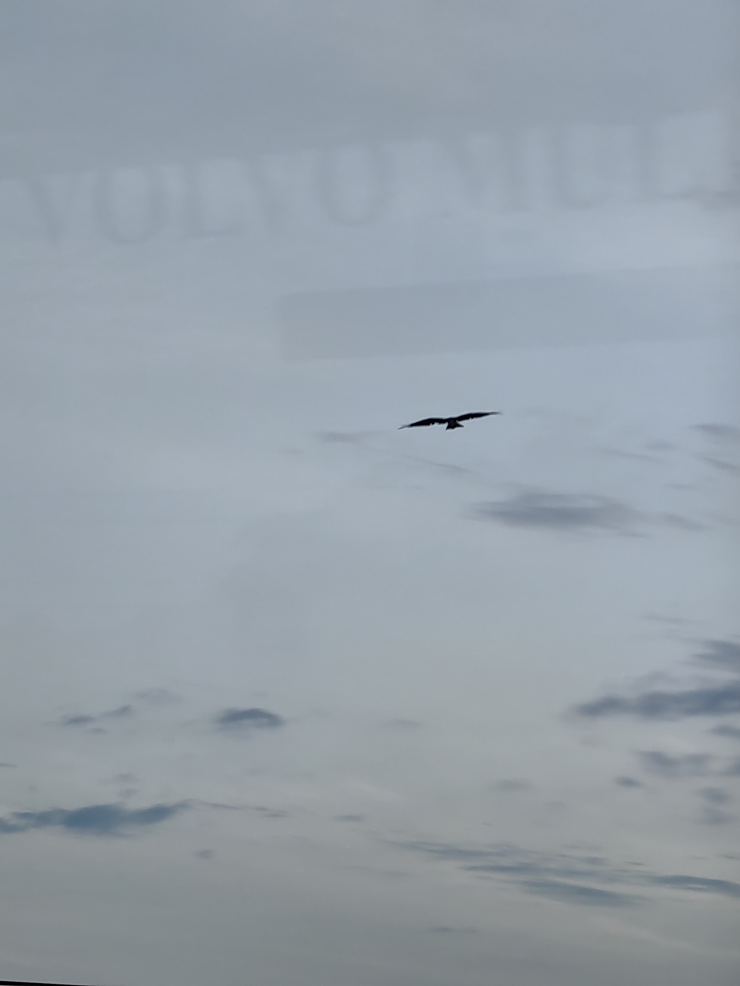 The image captures a bird in flight against a cloudy sky. The bird, silhouetted against the lighter sky, has its wings spread wide as it soars. Below, scattered clouds create a mottled pattern across the sky. In the upper portion of the image, a blurry reflection of text is visible, appearing to read "VOLVO TRUCKS." The overall lighting suggests an overcast day. The image location is identified as Budha Khera, India.