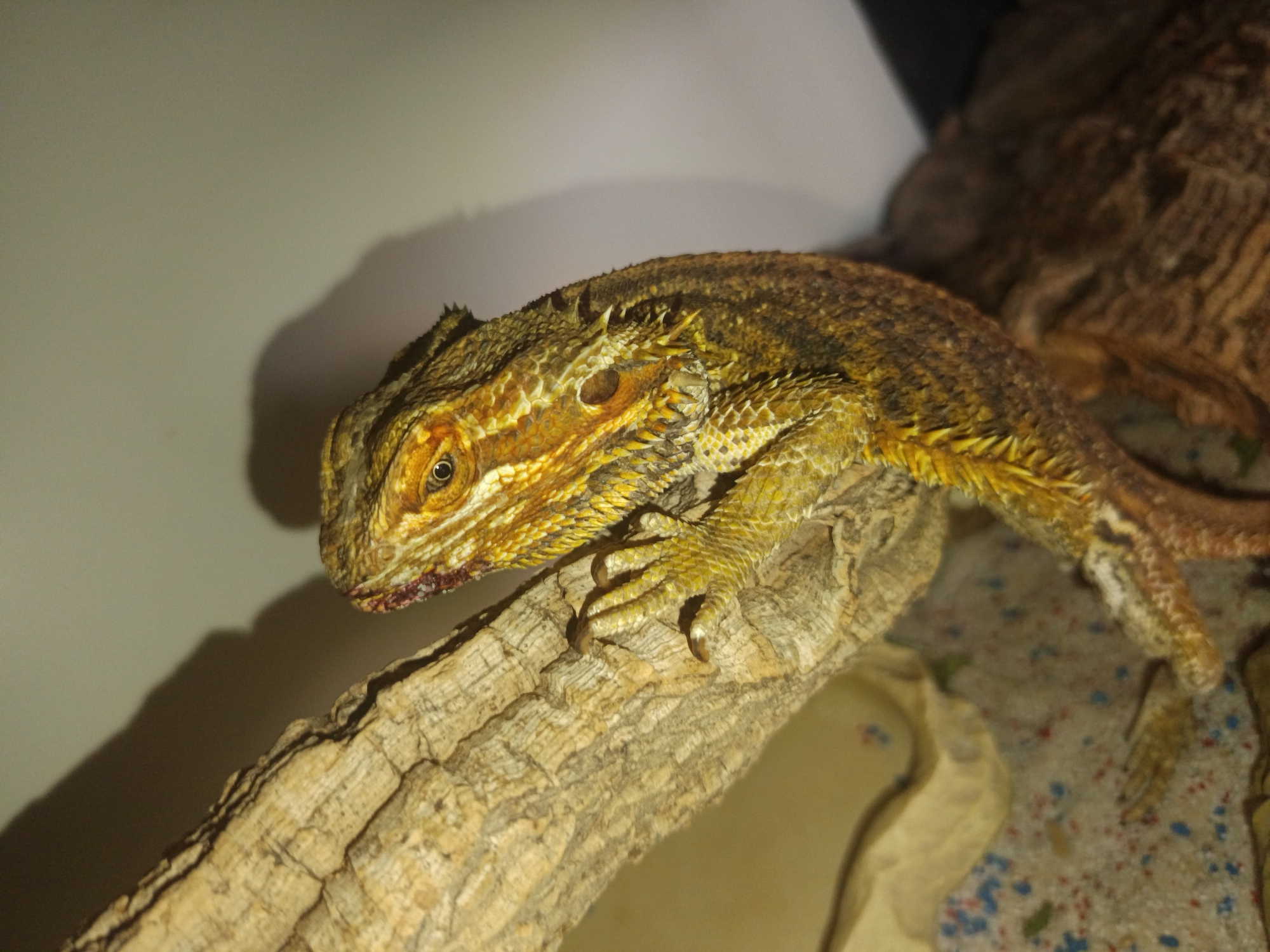 A bearded dragon is positioned on a textured, light-colored branch. The reptile has scales of yellow, brown, and black, with a prominent eye and sharp claws visible. The background consists of a pale wall with a shadowy silhouette, and a speckled substrate of tan, red, and blue particles. The scene appears to be an indoor enclosure. There is no indication of the city of Berlin, Germany.