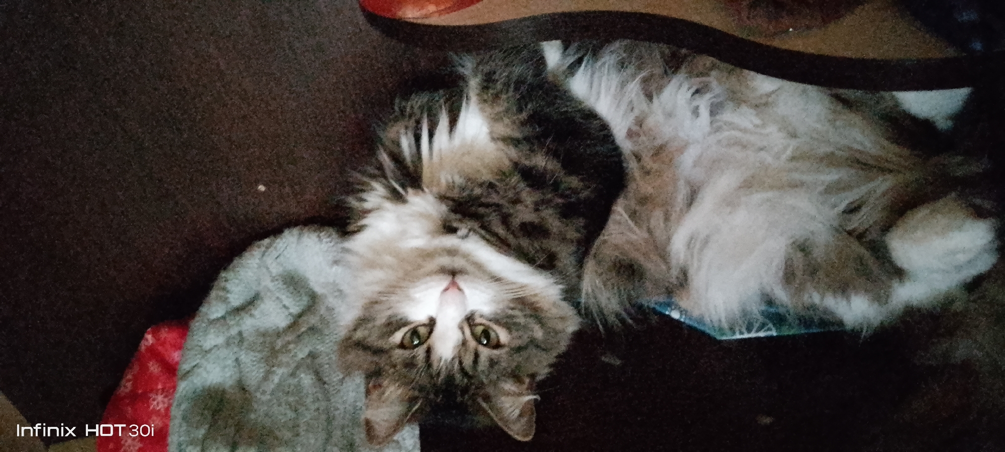 A fluffy, long-haired tabby cat is lying on its back on a dark brown surface, possibly a couch or bed. The cat's body is mostly obscured by its fur and the angle of the shot. Its face is visible, with green eyes open and looking towards the camera. The cat has white fur on its chest and face, with tabby markings on its head and back. A small pink nose is also visible. To the left of the cat, a red and white patterned fabric is partially visible. The background is dark and indistinct. The image is the original photograph with "Infinix HOT 30i" in the bottom left corner.