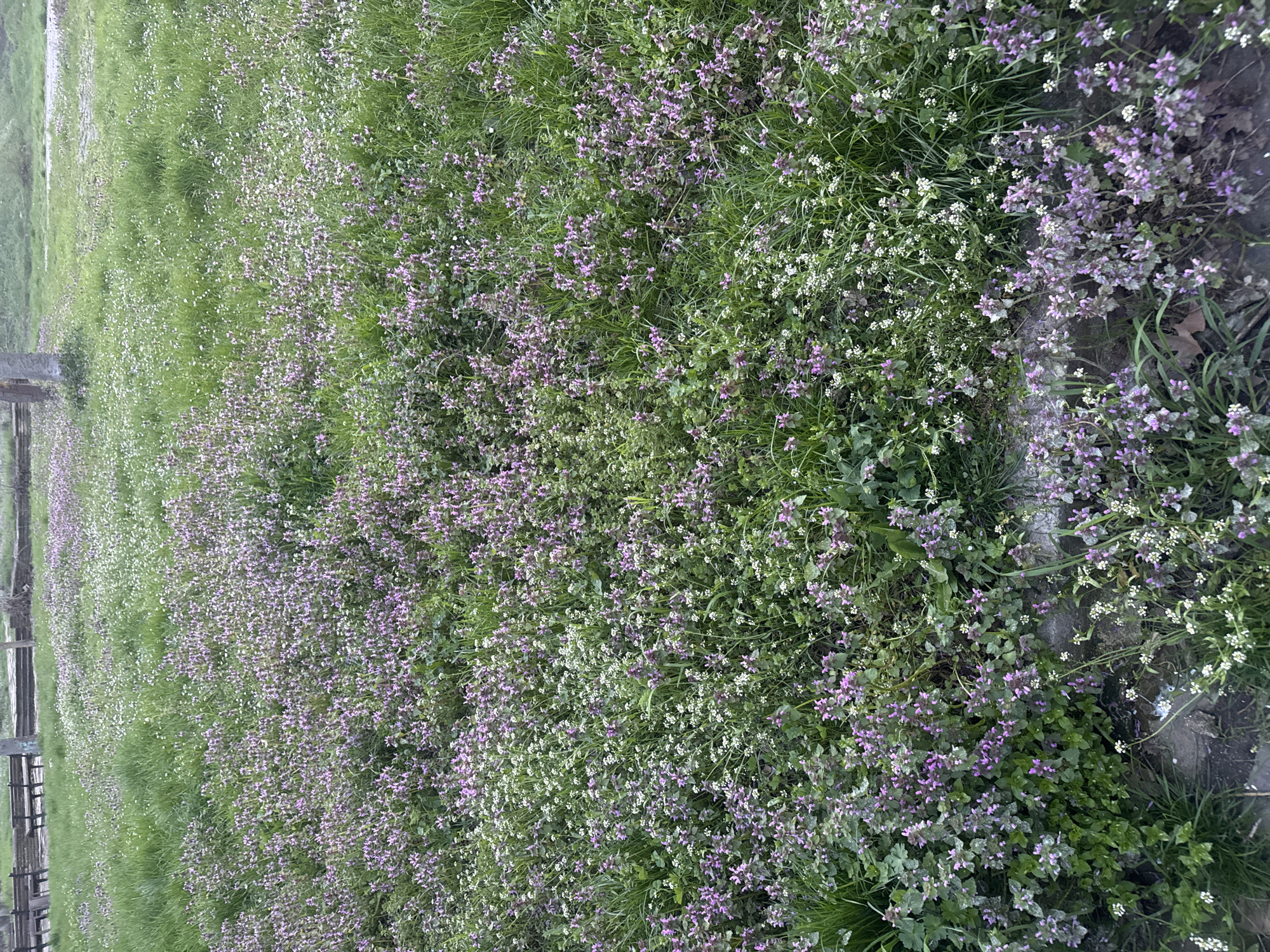 The image depicts a field of wildflowers in Burgas, Bulgaria. There are predominantly purple and white flowers interspersed with green grass. A wooden fence is visible on the left side of the image. The scene appears to be outdoors in natural daylight.