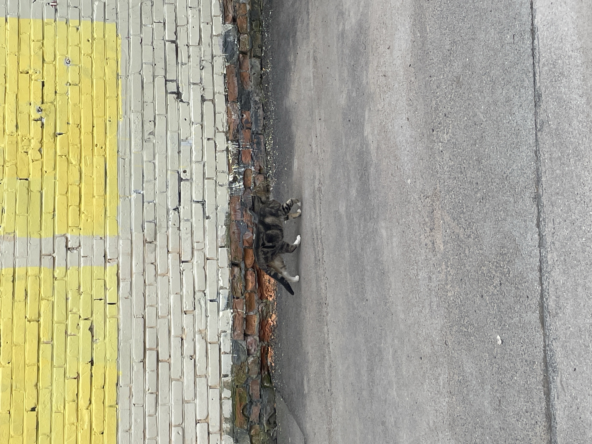 A tabby cat with white paws walks on a gray concrete surface next to a brick wall. The wall is multi-colored, with sections painted yellow, white, and exposed brick. The location appears to be an alleyway or side street, characterized by the wall and pavement. The scene is likely in Saint Petersburg, Russia.