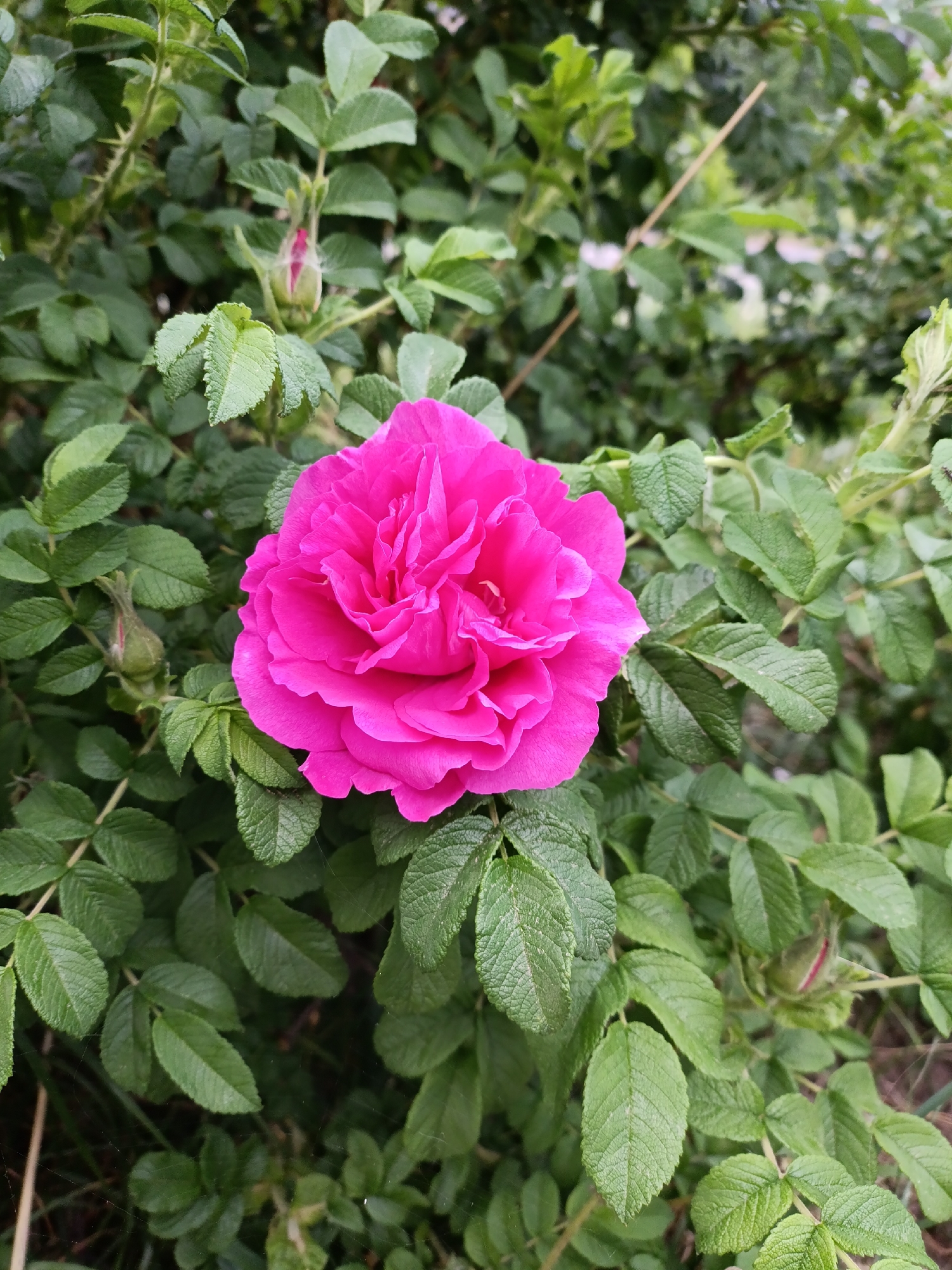 The image features a vibrant pink rose in full bloom, surrounded by dense green foliage. Several rose buds are visible among the leaves. The overall setting appears to be a garden. There is no indication that this image was taken in Chaikovsky, Russia. No people, actions, or interactions are observable in the image.