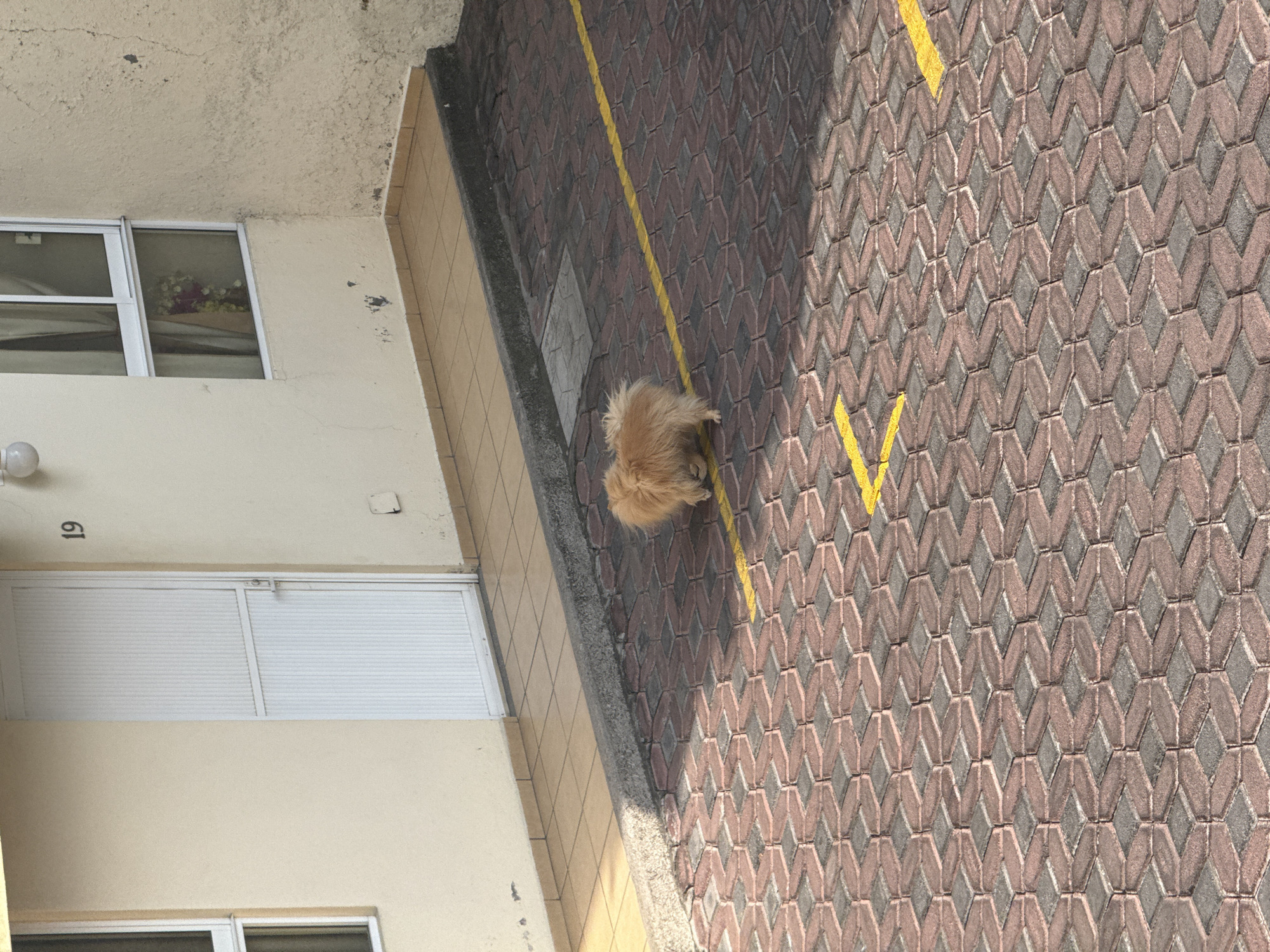 A small, fluffy, tan-colored dog sits on a brick-paved surface with yellow painted lines, possibly a parking area. The scene appears to be adjacent to a building with a white door labeled "19" and a window above, suggesting a residential or commercial property. The location is San Andrés Cholula, Mexico. No other people or objects are visible. The environment is outdoors during daylight, indicated by shadows and lighting. The dog's action is sitting or resting on the paved area.