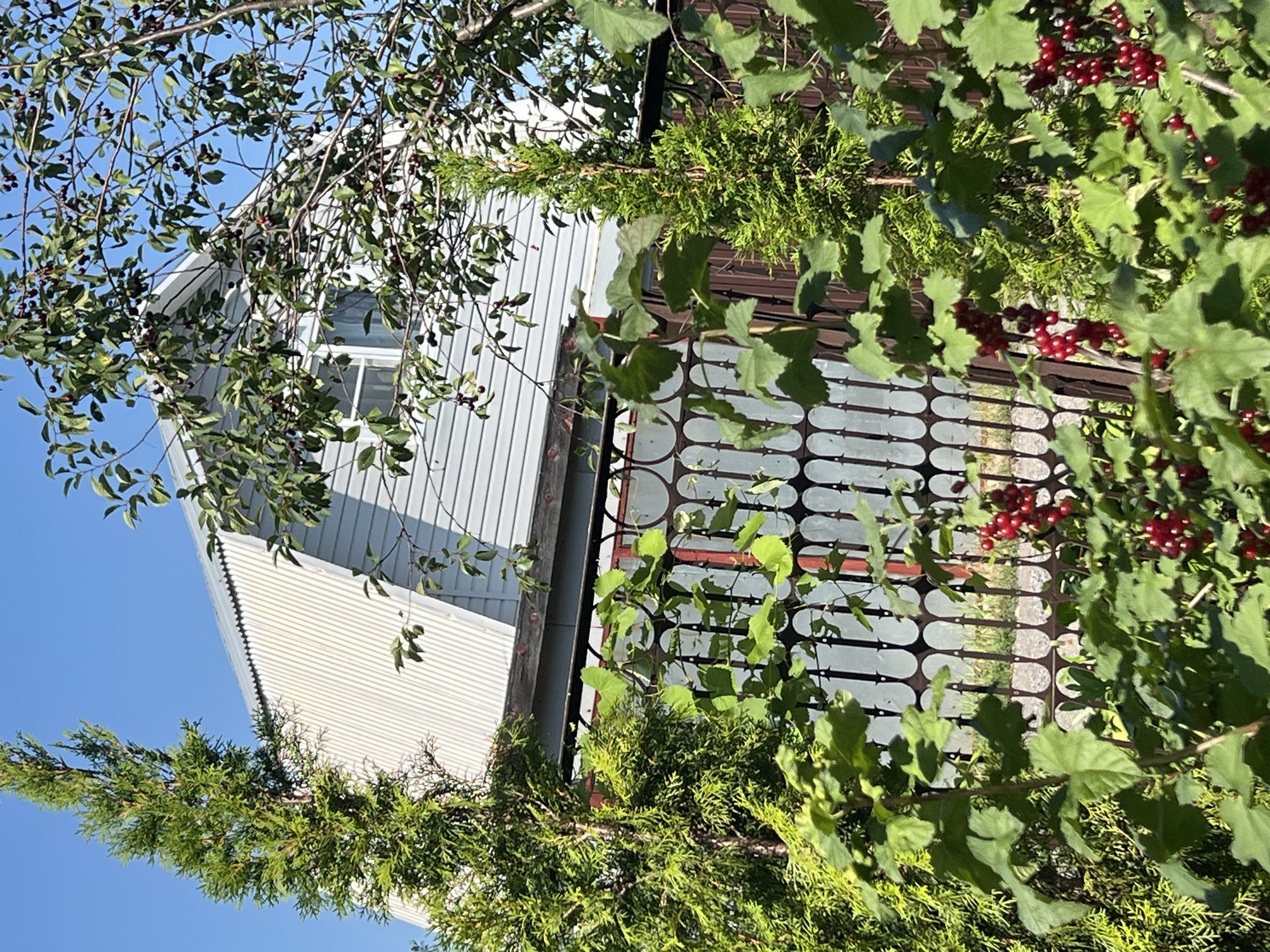 In Lopatino, Russia, a sun-drenched outdoor scene unfolds, dominated by lush greenery and the facade of a light-blue, horizontally-sided house with a silver corrugated metal roof. The house features a single visible window with white trim. In the foreground, a dark metal fence with an ornamental, oval-patterned railing partially obscures the view. Clinging to the fence, and also growing freely, are the leafy branches of what appear to be currant bushes, heavy with clusters of bright red berries. To the left and right of the house, two narrow, upright evergreen trees, possibly arborvitae, stand tall. Above the house, a tree laden with dark cherries and green leaves reaches towards the clear blue sky. The overall impression is one of a vibrant, summery garden setting adjacent to a residential dwelling.