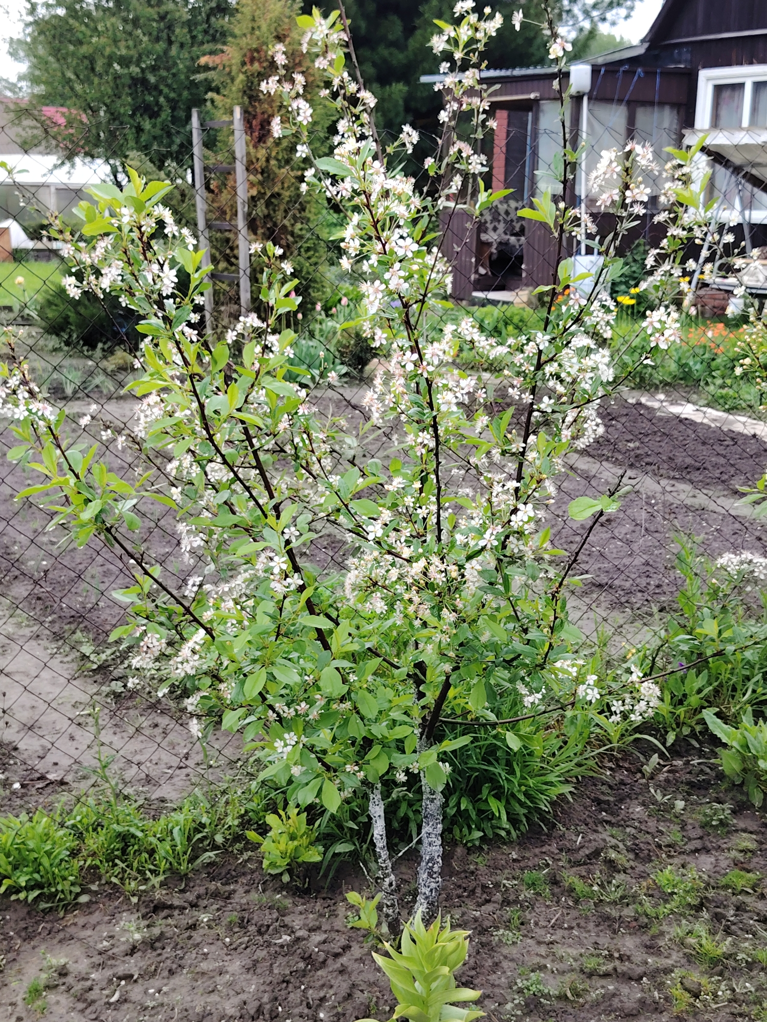The image depicts a garden scene in an unspecified city and country. A young tree, possibly a cherry or plum tree, is in full bloom with small white flowers. Its lower trunk is painted white, possibly for protection against pests or sunscald. The tree is surrounded by a variety of green plants and grasses. A wire mesh fence is visible in the background, separating the garden from other areas. Beyond the fence, a wooden shed or building is partially visible, along with other greenery and a glimpse of a neighboring house. The ground is dark and appears to be freshly tilled soil.