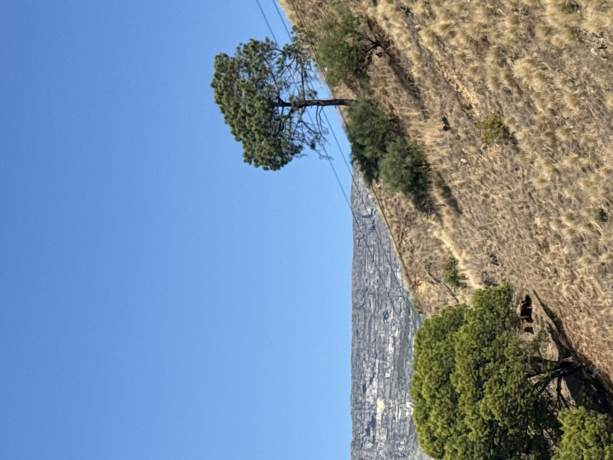 The image captures a scene in Cape Town, South Africa, featuring Table Mountain. The mountain's rocky face is visible, juxtaposed against a clear, blue sky. Adjacent to the mountain is terrain covered in dry, brown vegetation and a few scattered shrubs. A solitary tree with green foliage is positioned near the mountain's edge and extends toward the sky, with overhead power lines running in the background. A bush-like tree is in the foreground. The image is oriented sideways, with the sky dominating the left side of the frame.