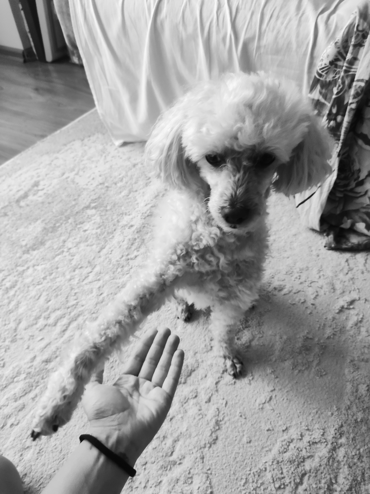 An indoor, black and white photograph captures a light-colored, fluffy dog, likely a poodle or similar breed, interacting with a human hand. The scene is set indoors, possibly in a home in Chaikovsky, Russia.
The dog, positioned on a light-colored, textured carpet, extends its front left paw forward. Its head is slightly tilted, and its dark eyes and snout are visible amidst its curly fur. In the foreground, an open human hand, palm facing upwards, reaches towards the dog's paw, suggesting an interaction like "giving paw" or "shaking hands." A black band or hair tie is worn on the wrist of the human hand.
The background reveals more of the domestic setting. To the left, a wooden floor and some dark vertical elements (possibly furniture or door frames) are partially visible. Behind the dog, a bed draped with white, crumpled fabric (likely bedding or a duvet) is prominent, along with a darker, patterned fabric (possibly a blanket or curtain) on the right side. The overall lighting is soft, creating a gentle mood. There is no visible text in the image.
