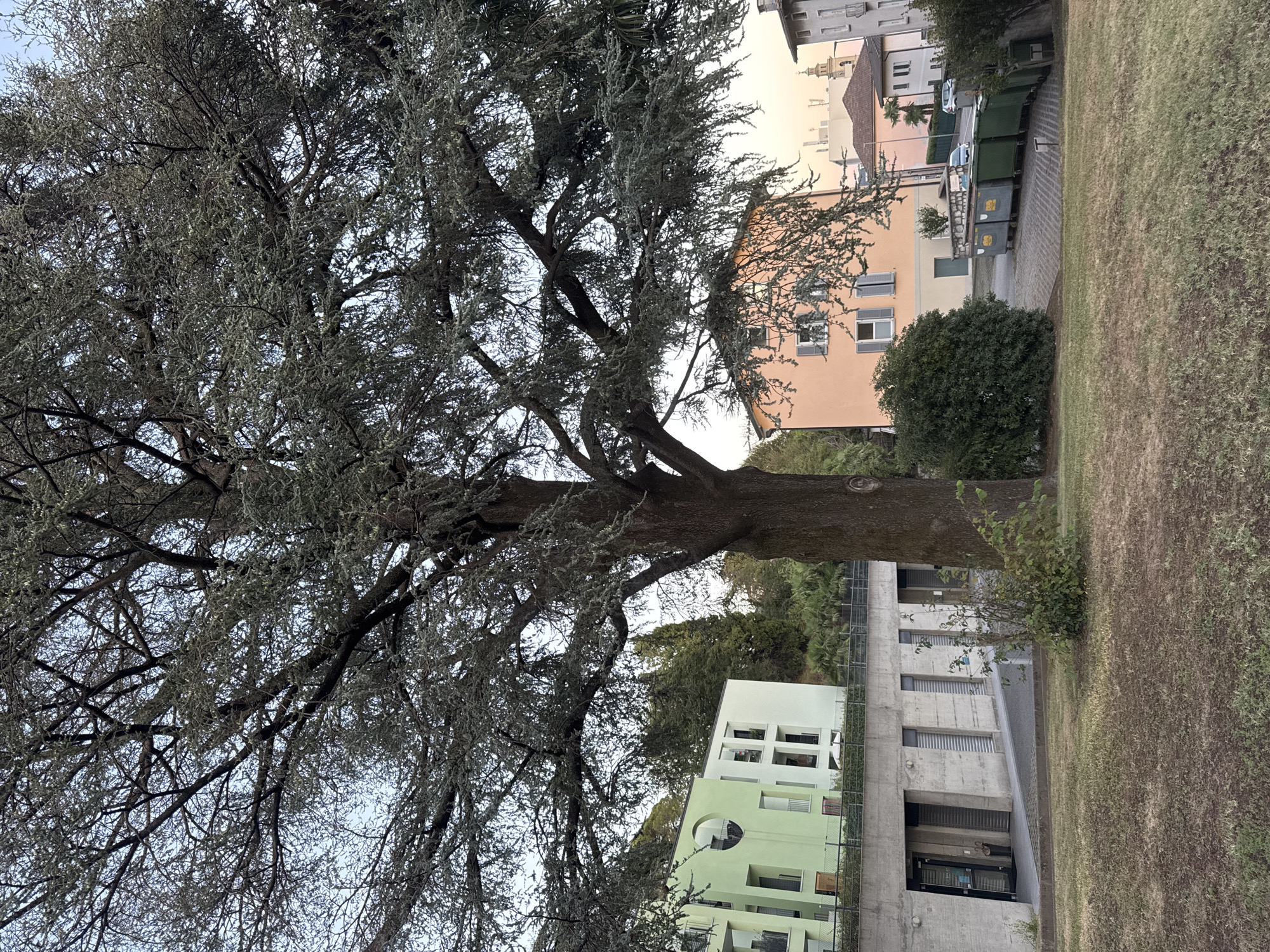 The image depicts a scene in Balerna, Switzerland, dominated by a large tree with sparse foliage, its branches extending across the frame. In the background, several buildings are visible. To the left, a modern, light green building with white accents and a circular cutout is situated behind a concrete structure with an entrance. To the right of this, an orange building with grey shutters is partially obscured by the tree's branches. Further to the right, a street is lined with several large green and grey dumpsters. The ground in the foreground is a grassy lawn with dry, brown patches. The sky above is a pale blue with hints of dusk.