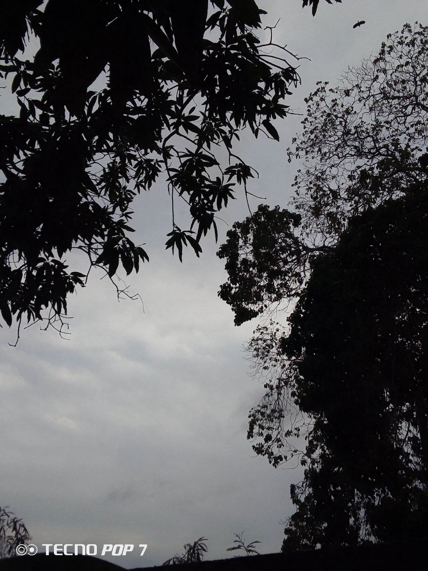 The image, taken in what appears to be the city of Altagracia, Venezuela, shows a sky overcast with grey clouds. In the foreground and around the periphery of the image, there are silhouetted branches and leaves of trees. A bird can be seen in the top right area of the photograph, flying. The camera used to take the picture is identified by the branding in the bottom left corner as TECNO POP 7. The image is dark, possibly taken during dusk or dawn.