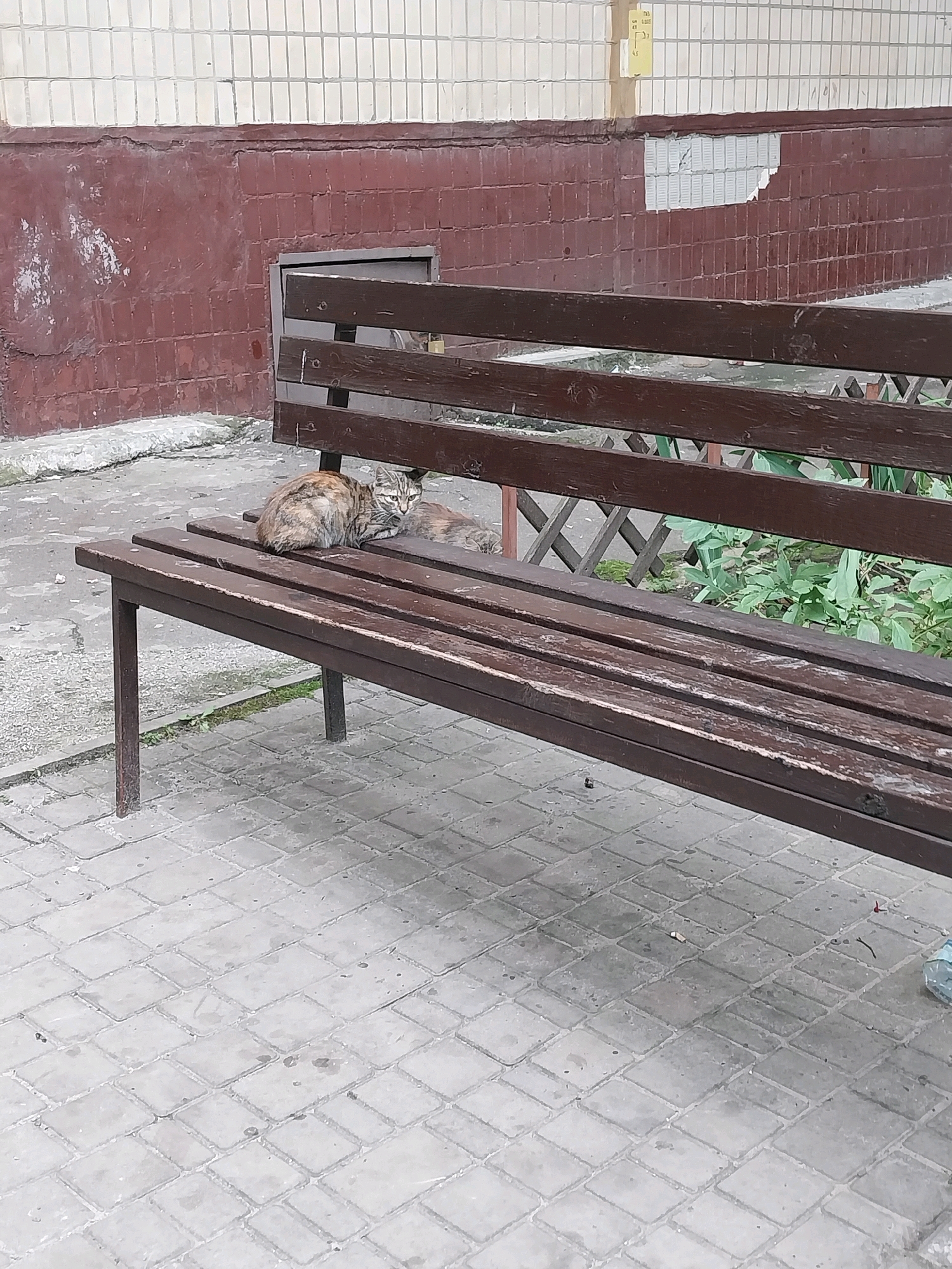 This is a close-up, eye-level shot of two cats resting on a wooden park bench in Dnipro, Ukraine. The bench is dark brown and appears weathered, with visible slats. The cat in the foreground is a calico with patches of brown, black, and orange fur. It is facing left and looking towards the camera with its ears slightly back. Behind it, another cat, with similar coloring, is partially visible, also resting. The bench is situated on a paved walkway made of light gray rectangular stones. In the background, the lower portion of a building is visible. The wall is a dark reddish-brown brick, with a lighter section of white tiles above it. There is some greenery peeking out from behind the bench. The overall scene is one of a quiet, urban outdoor setting.