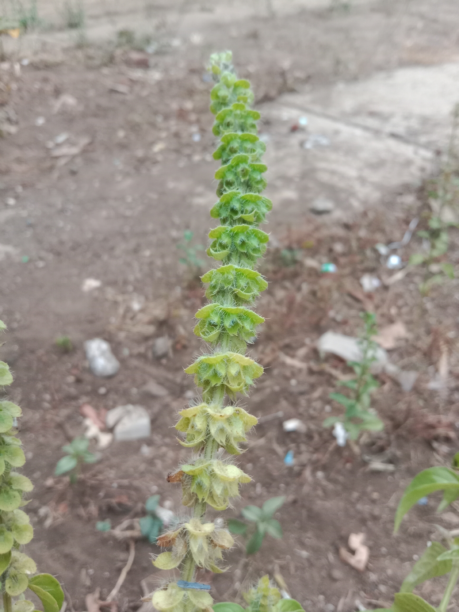 The image shows a close-up, vertical shot of a flowering basil plant, specifically its inflorescence which is a spike of small, light green, fuzzy buds or developing flowers. The plant is in focus, while the background is blurred and consists of dry, dusty soil with scattered small rocks and some green foliage. The lighting suggests it is daytime. The location is identified as Pohsangit Leres, Indonesia. There are no people or animals visible in the image. The scene appears to be an outdoor, natural environment, possibly a garden or undeveloped land.