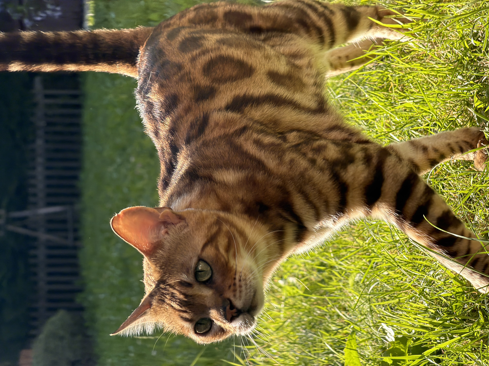 The image shows a Bengal cat walking in green grass. The cat has brown and black spotted fur and green eyes. The background consists of a wooden fence and trees. There is no indication of the city of Garmisch-Partenkirchen in the image.